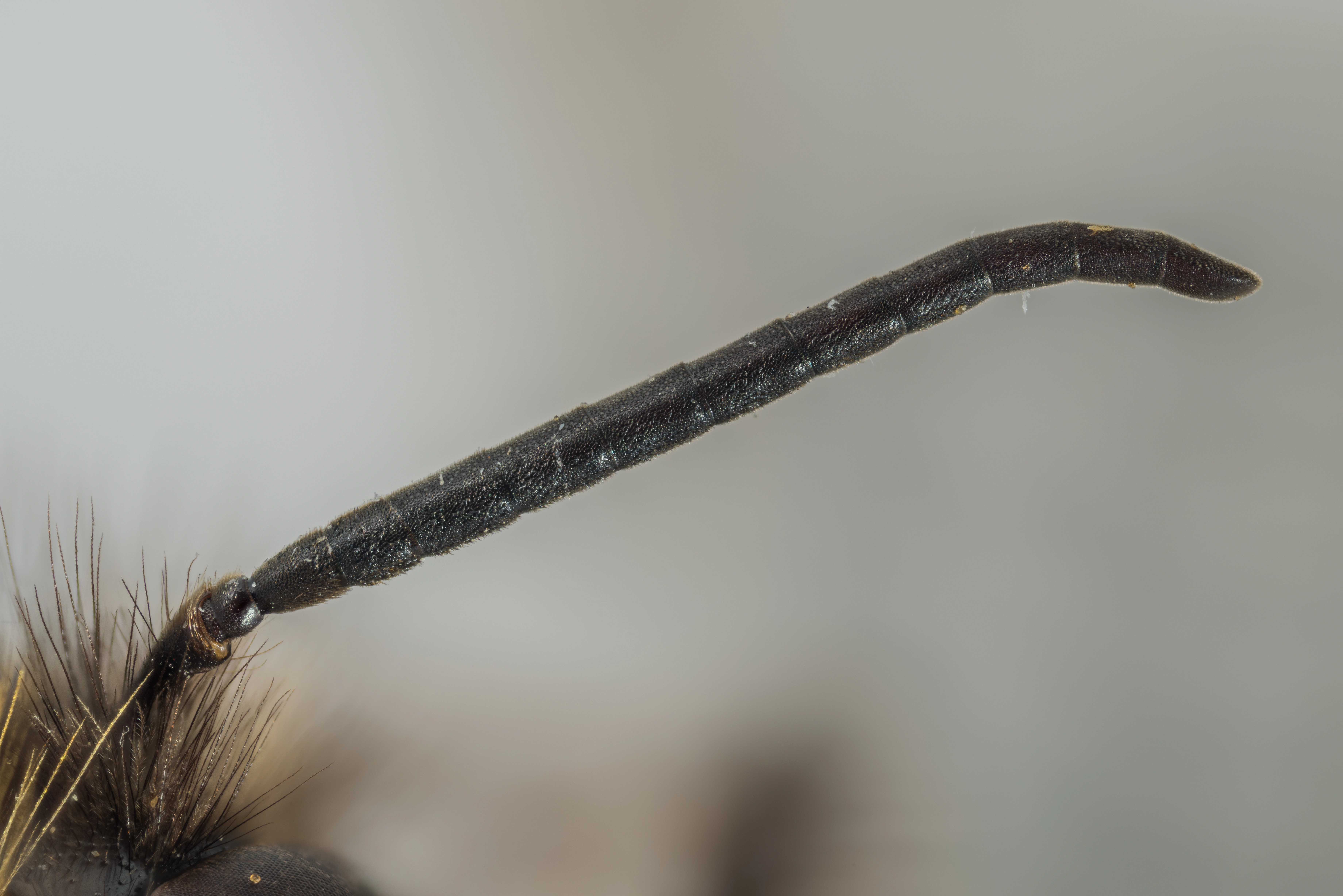 : Bombus (Pyrobombus) cingulatus.