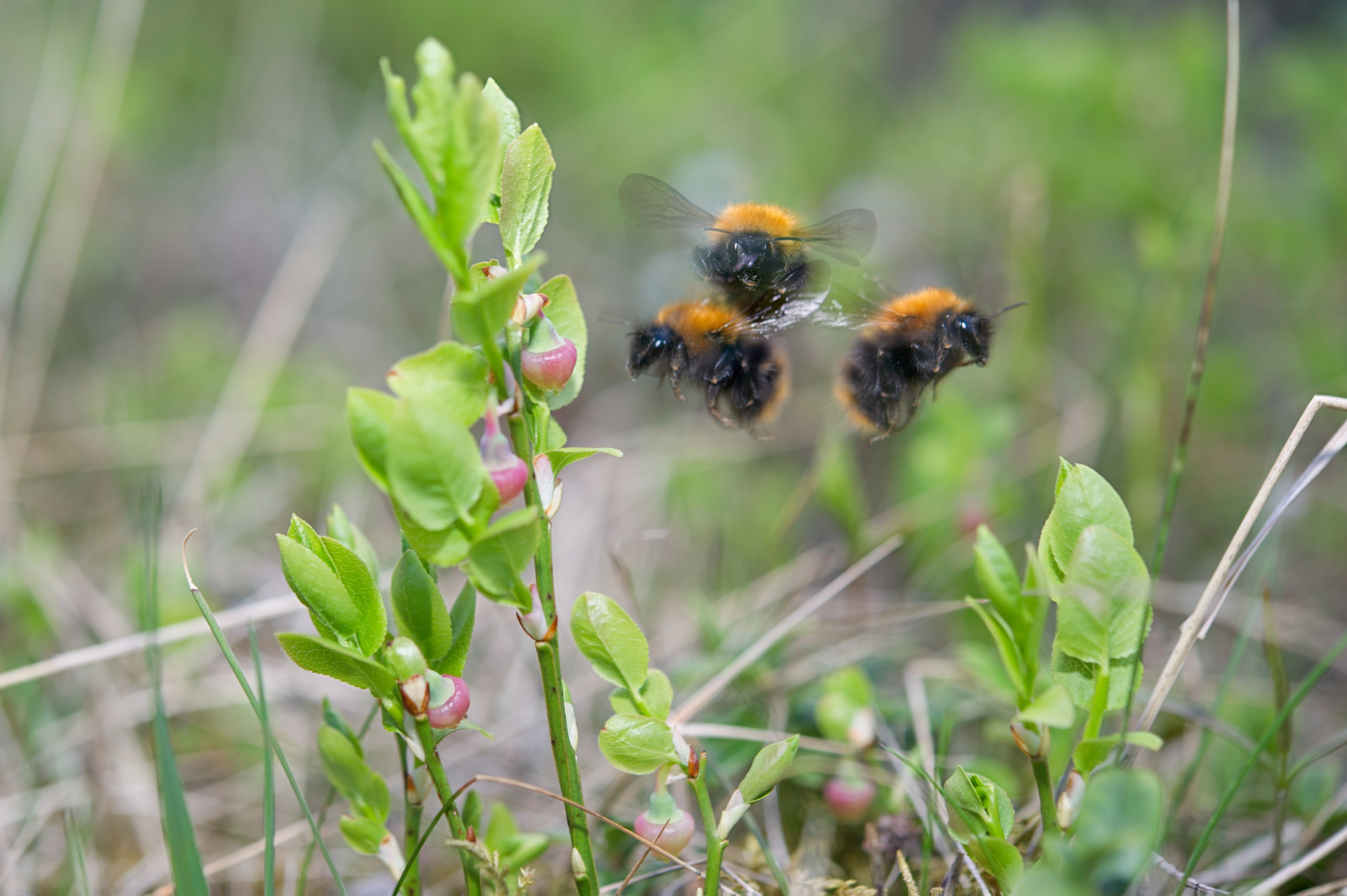 : Bombus (Thoracobombus) pascuorum.