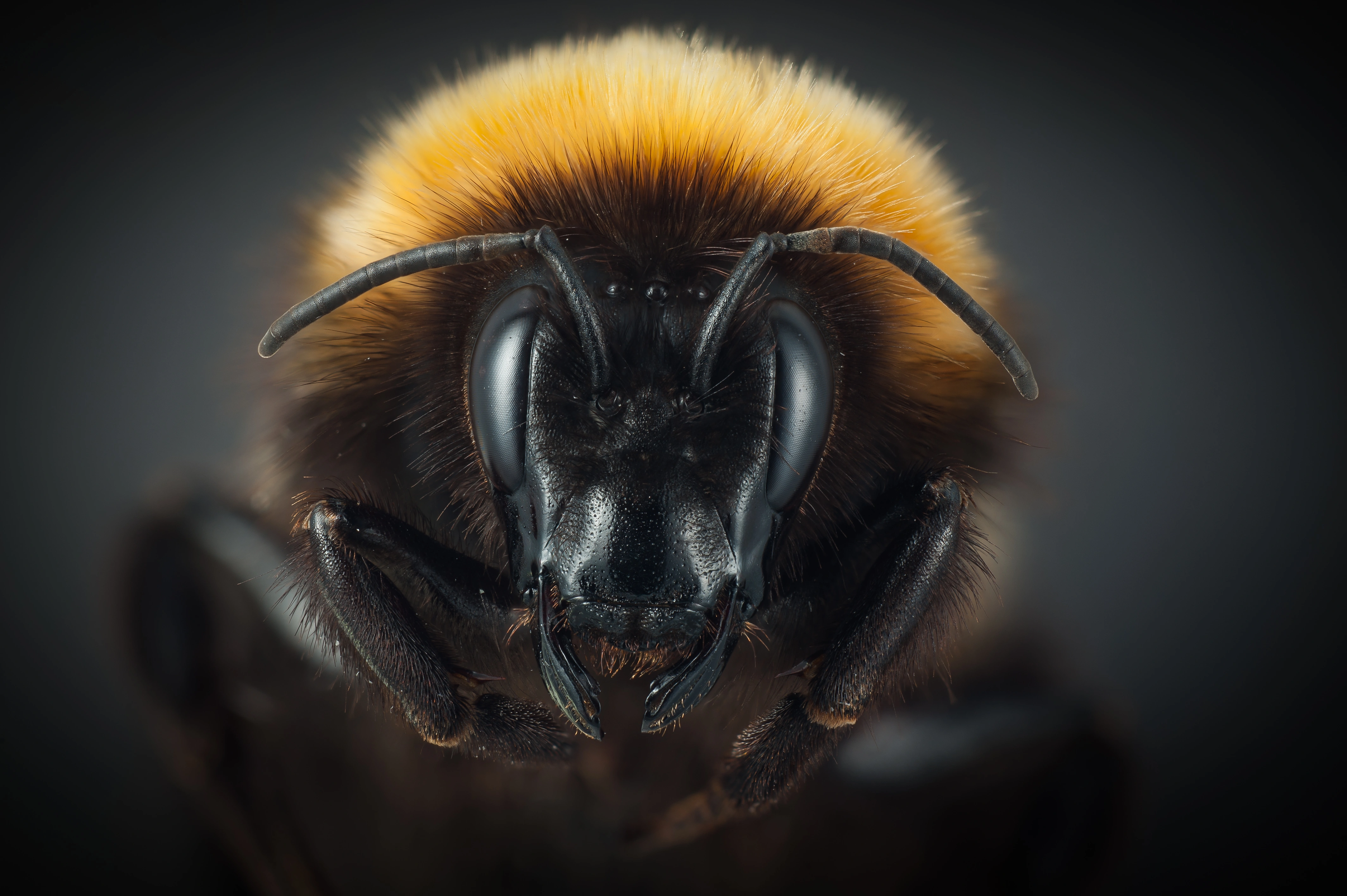 : Bombus hyperboreus.