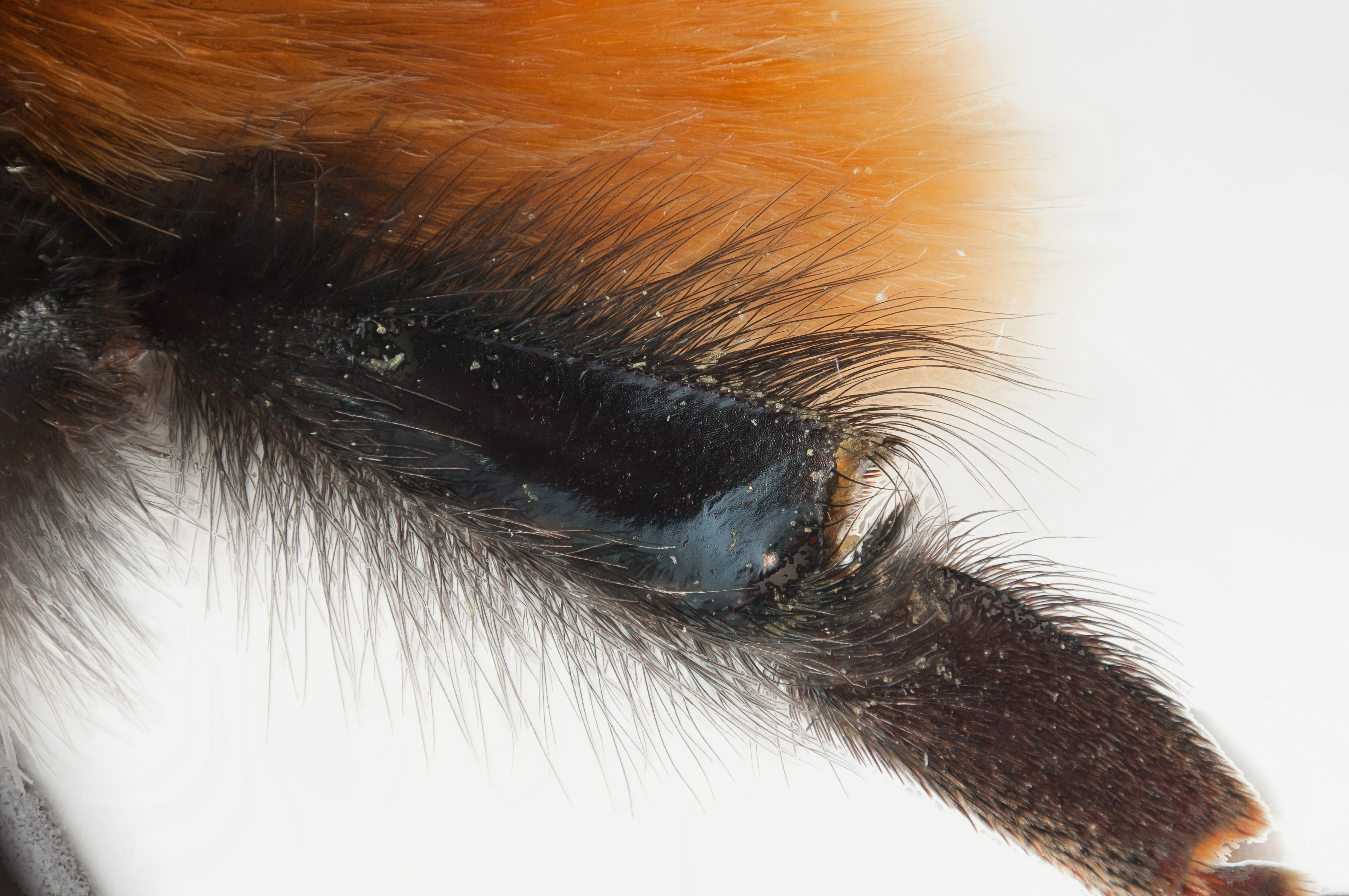 : Bombus alpinus.