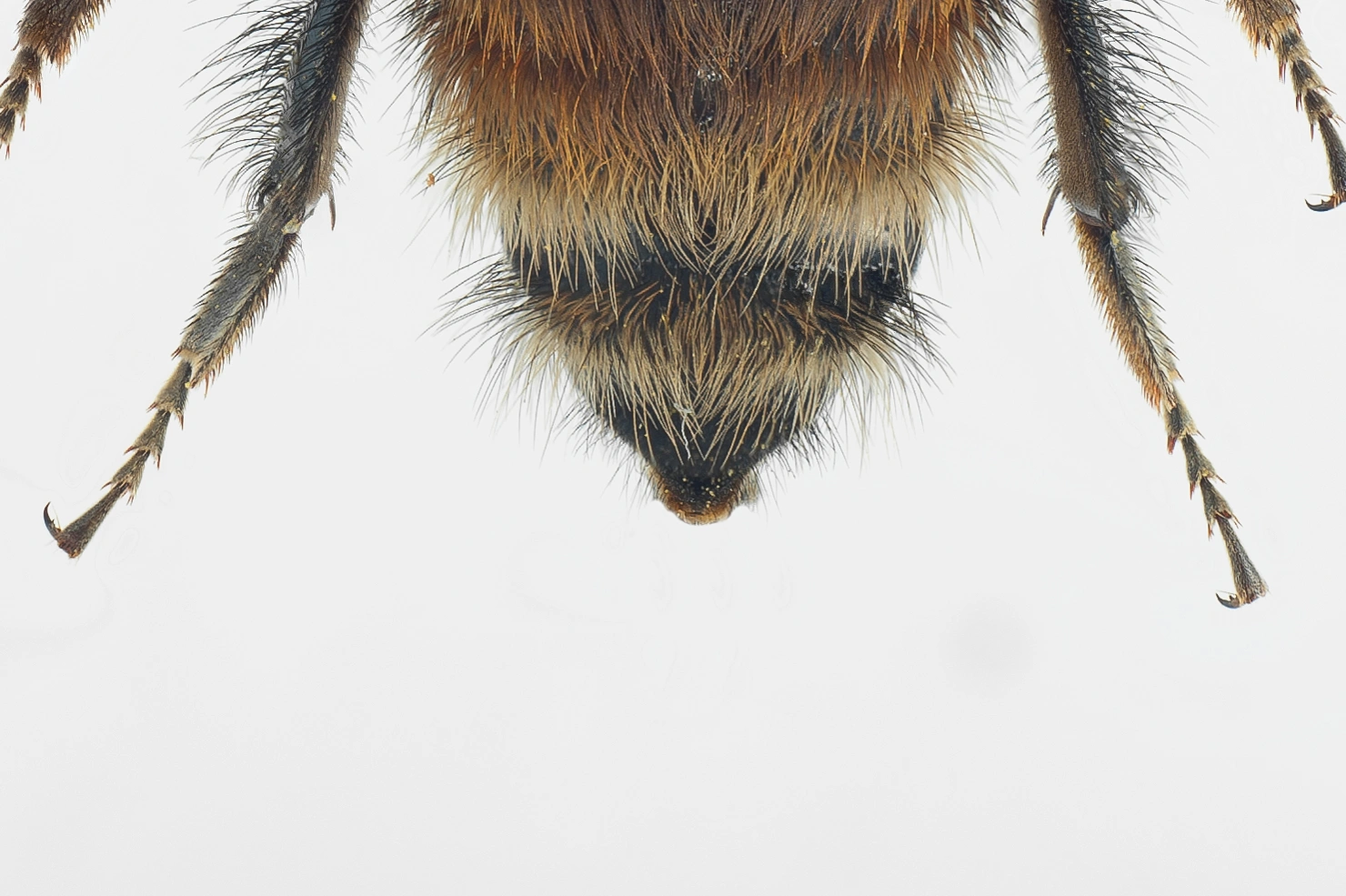 : Bombus (Thoracobombus) humilis.