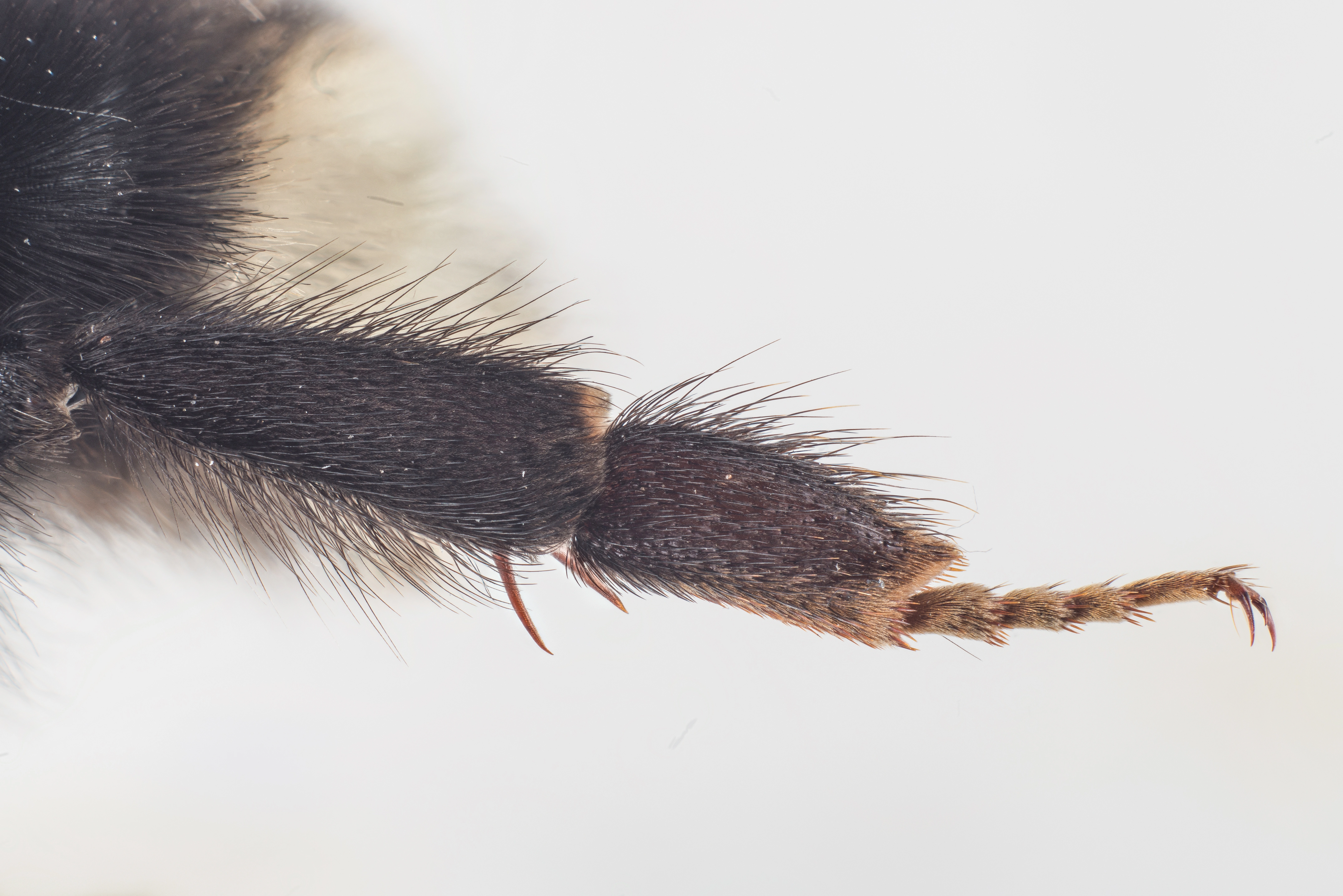 : Bombus (Psithyrus) bohemicus.