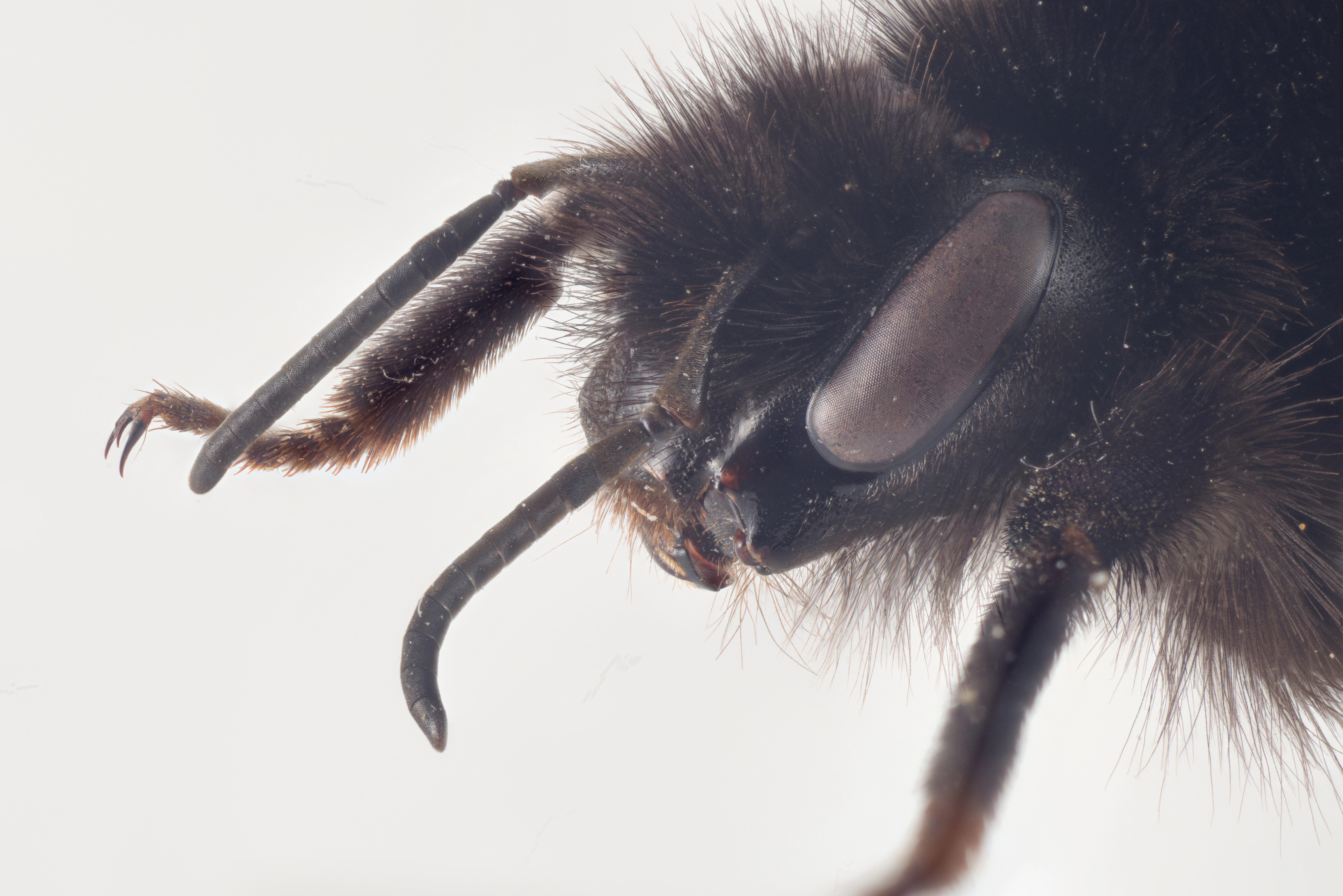 : Bombus alpinus.