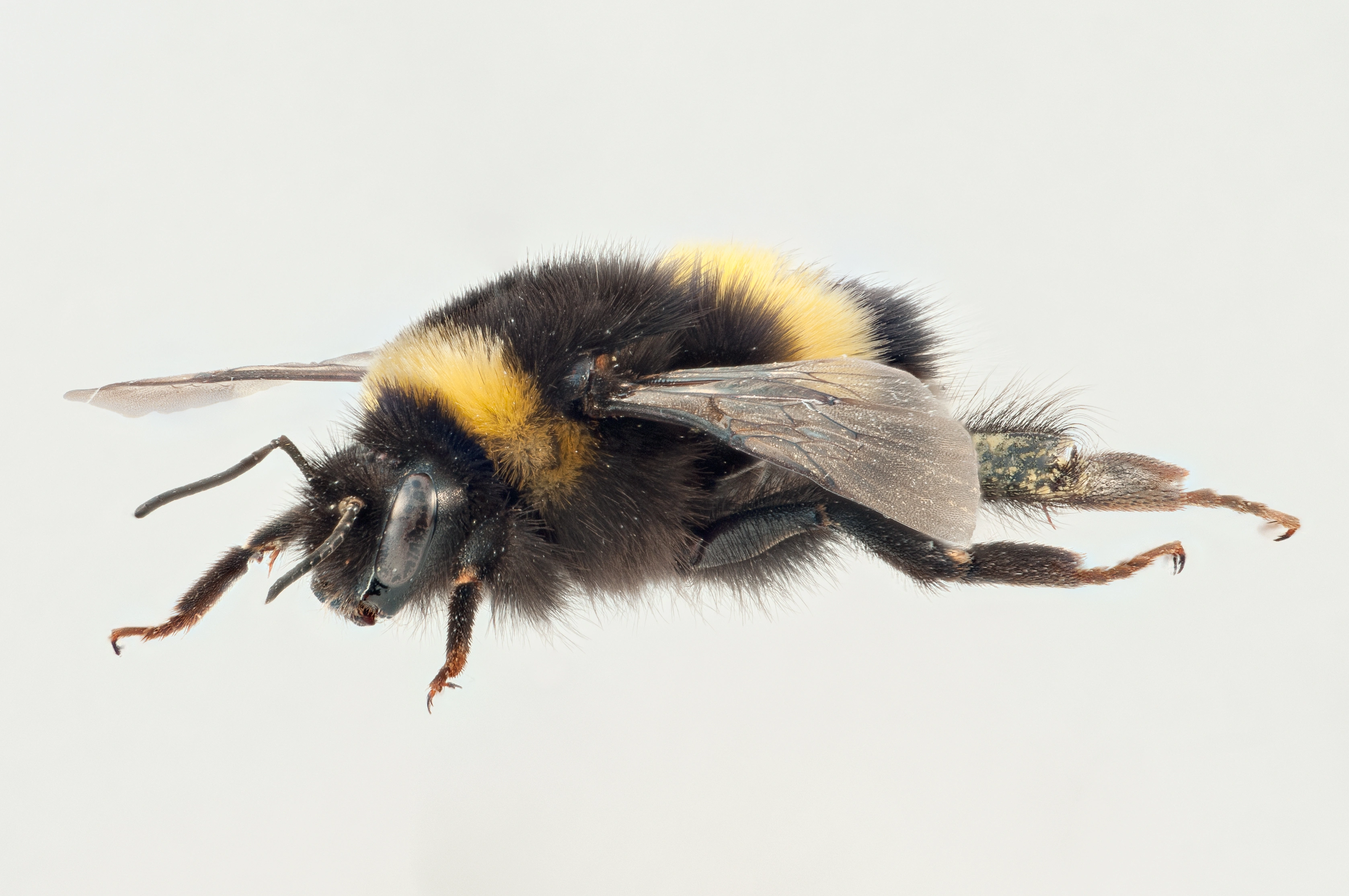 : Bombus cryptarum.