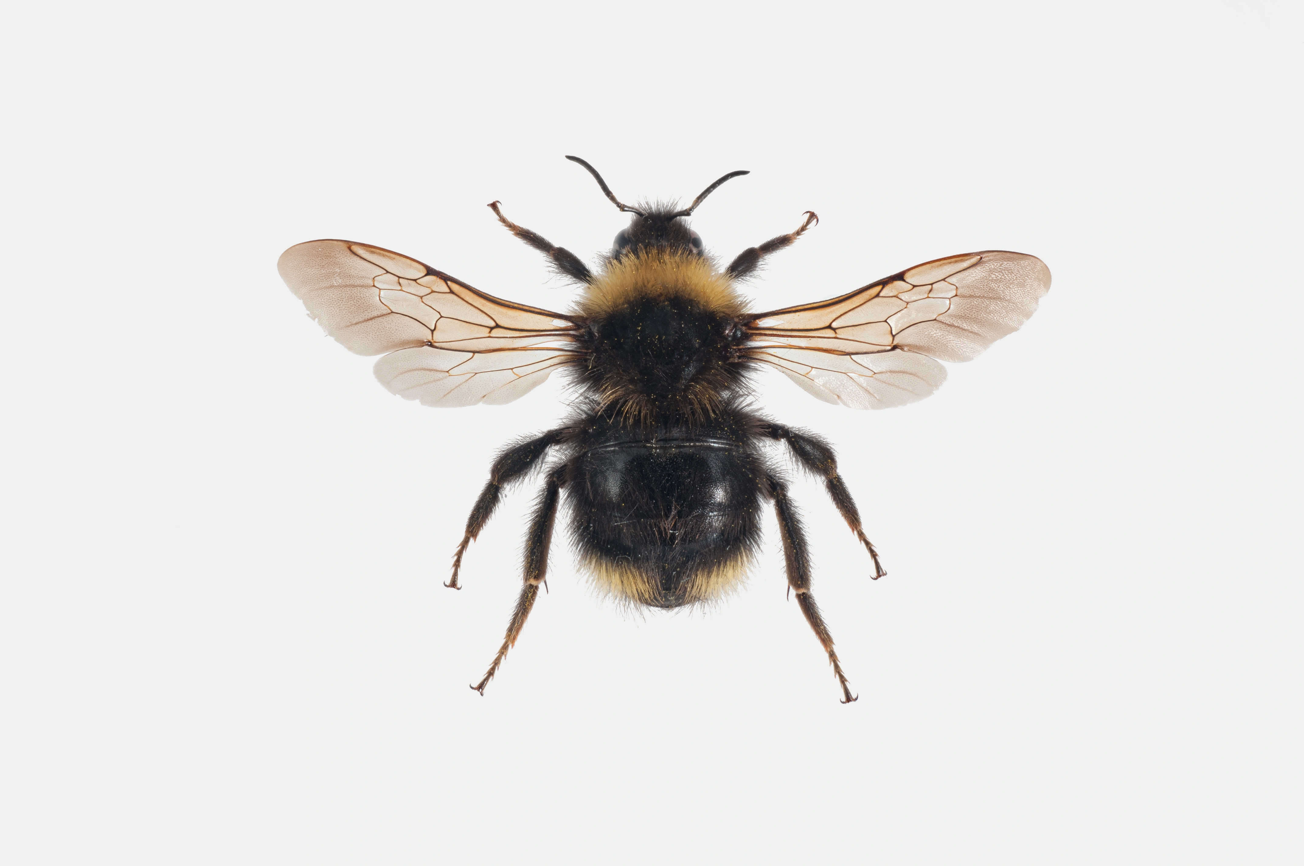 : Bombus (Psithyrus) flavidus.