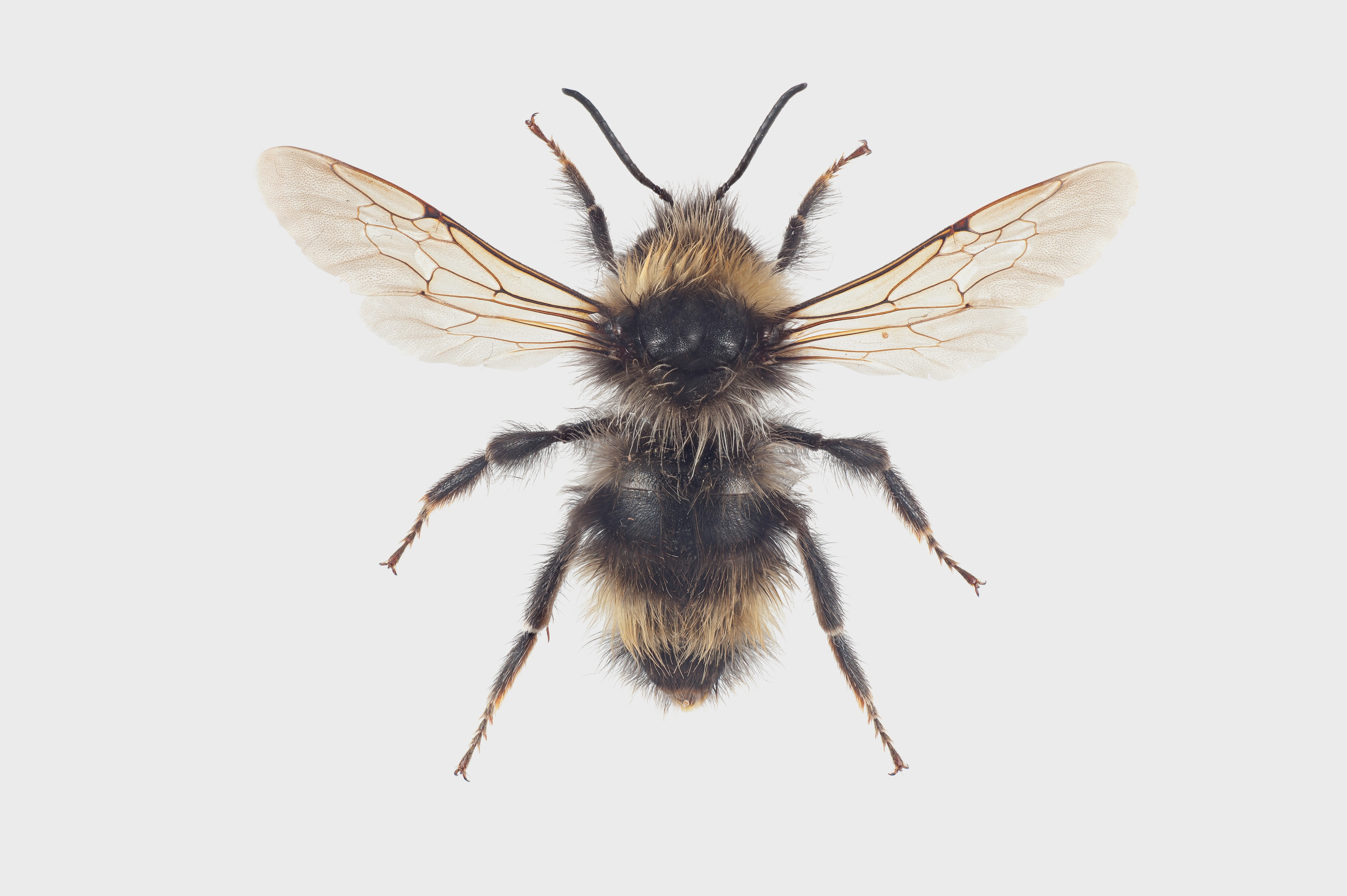 : Bombus flavidus.