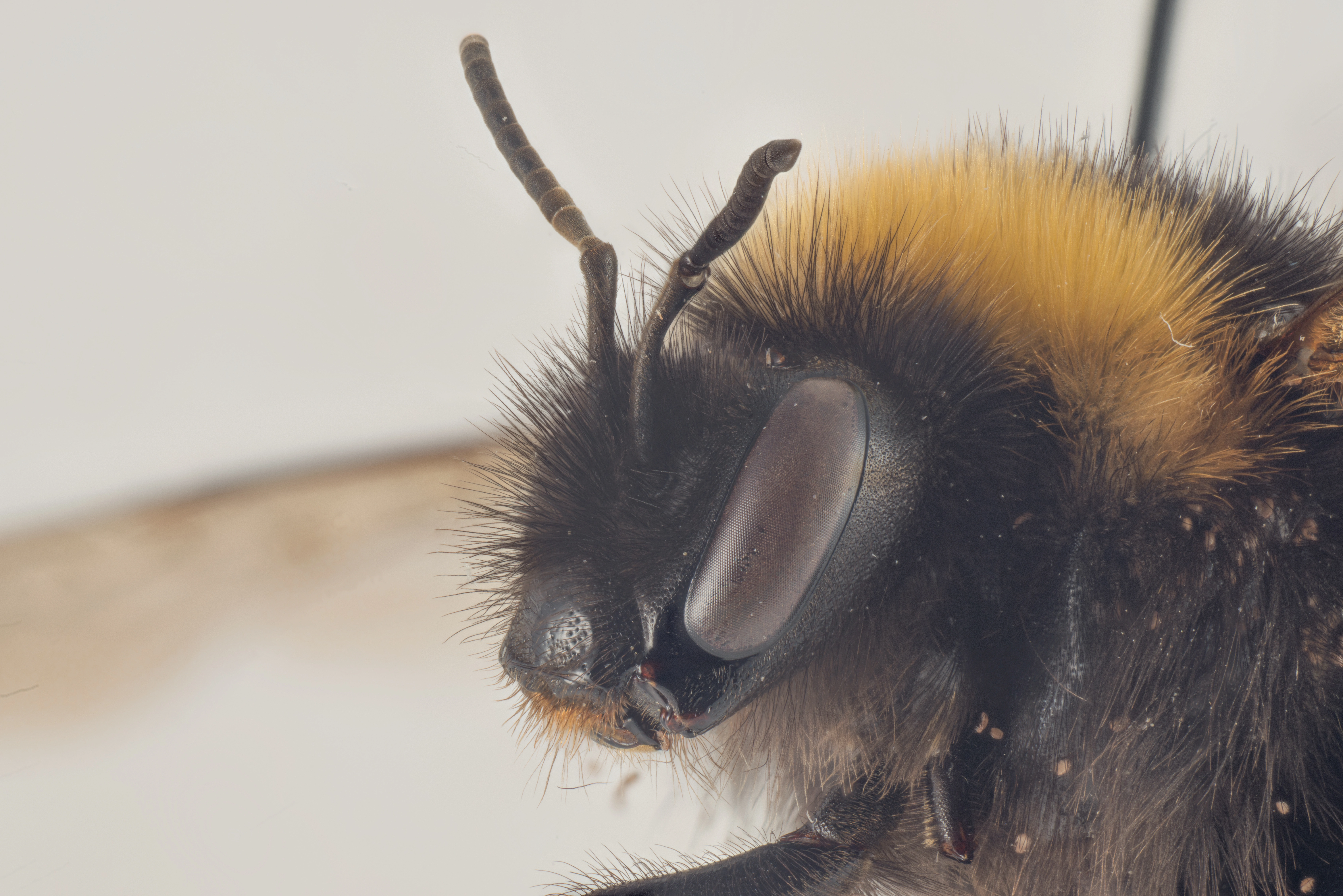 : Bombus jonellus.