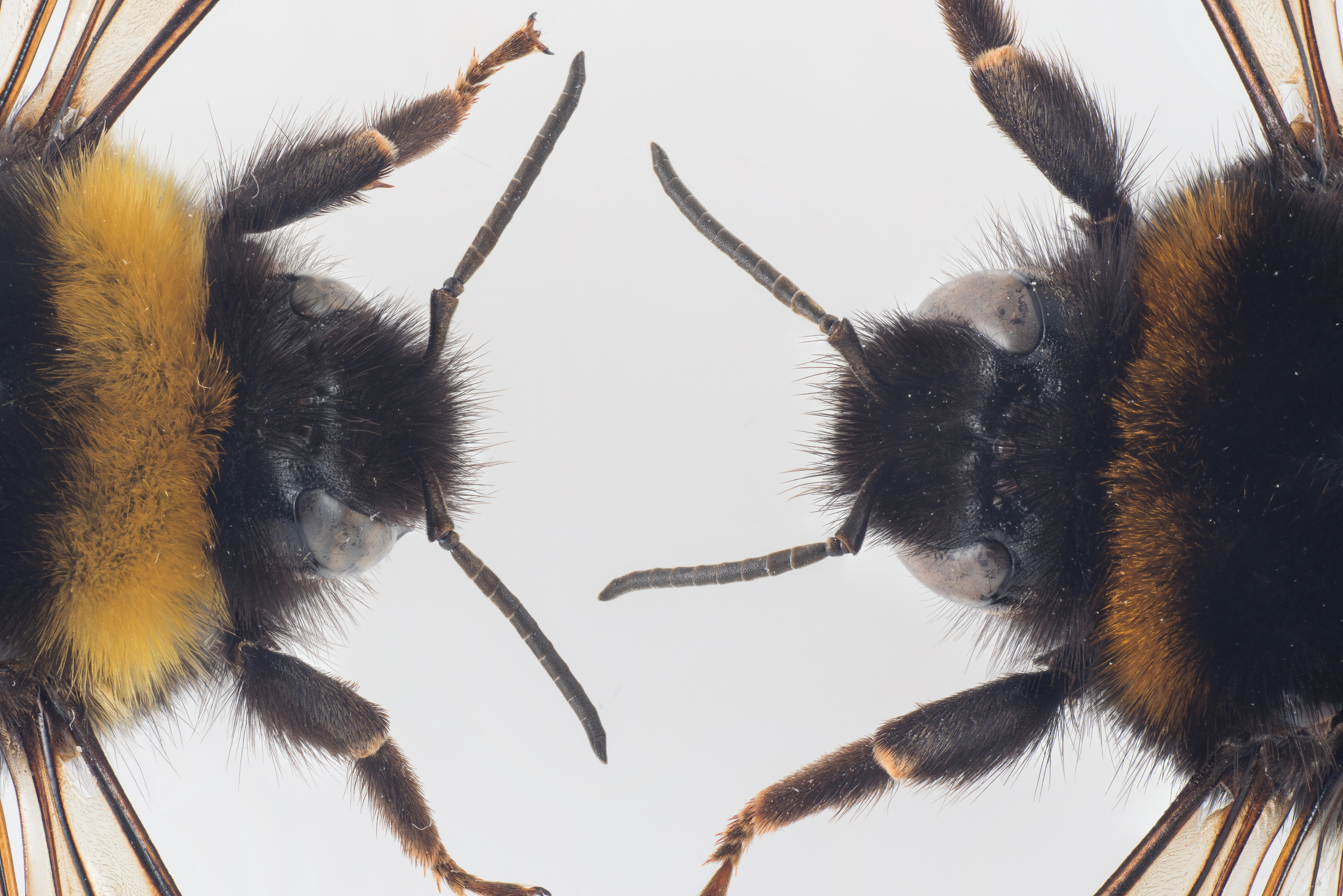 : Bombus lucorum. : Bombus terrestris.