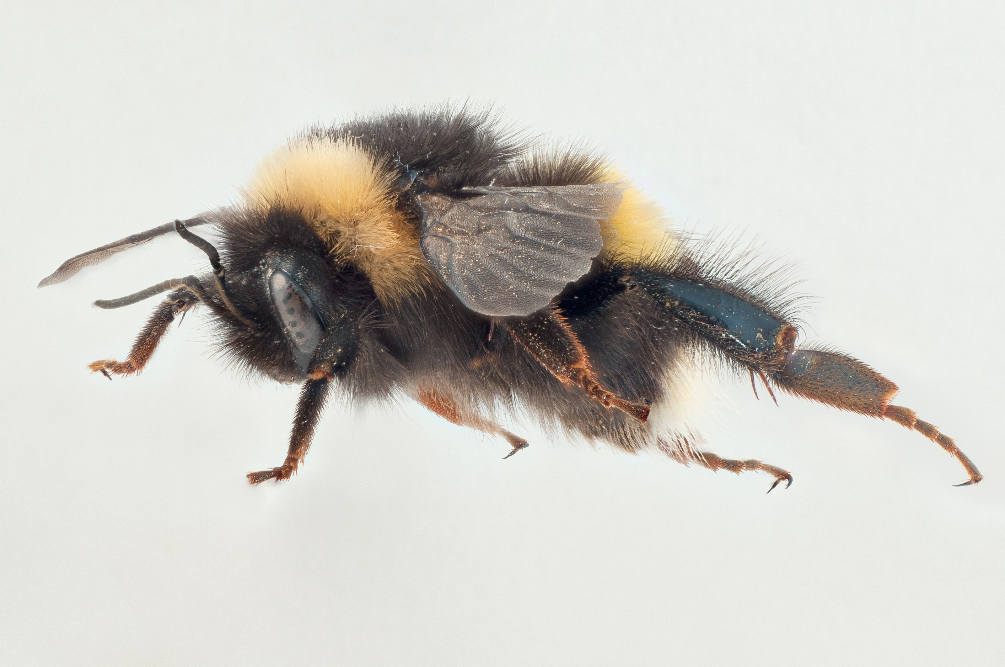 : Bombus (Bombus s. str.) magnus.