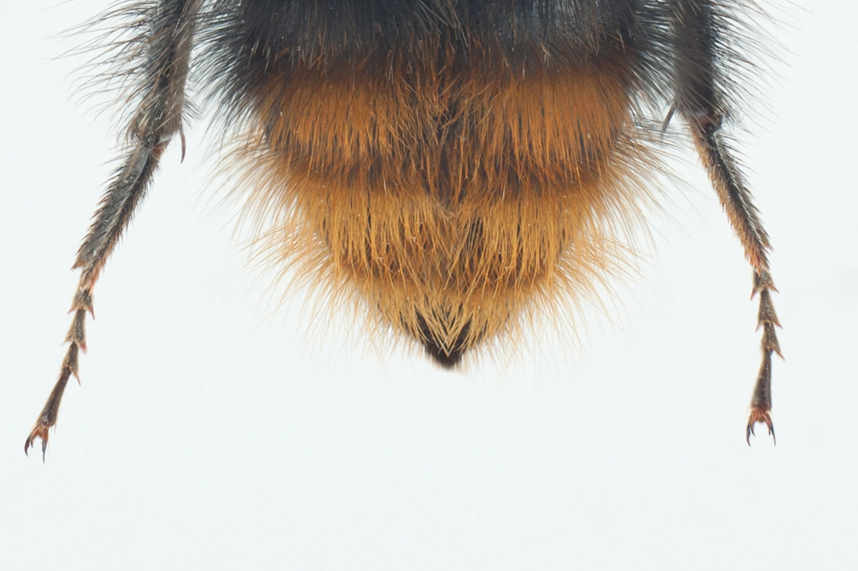 : Bombus pascuorum.