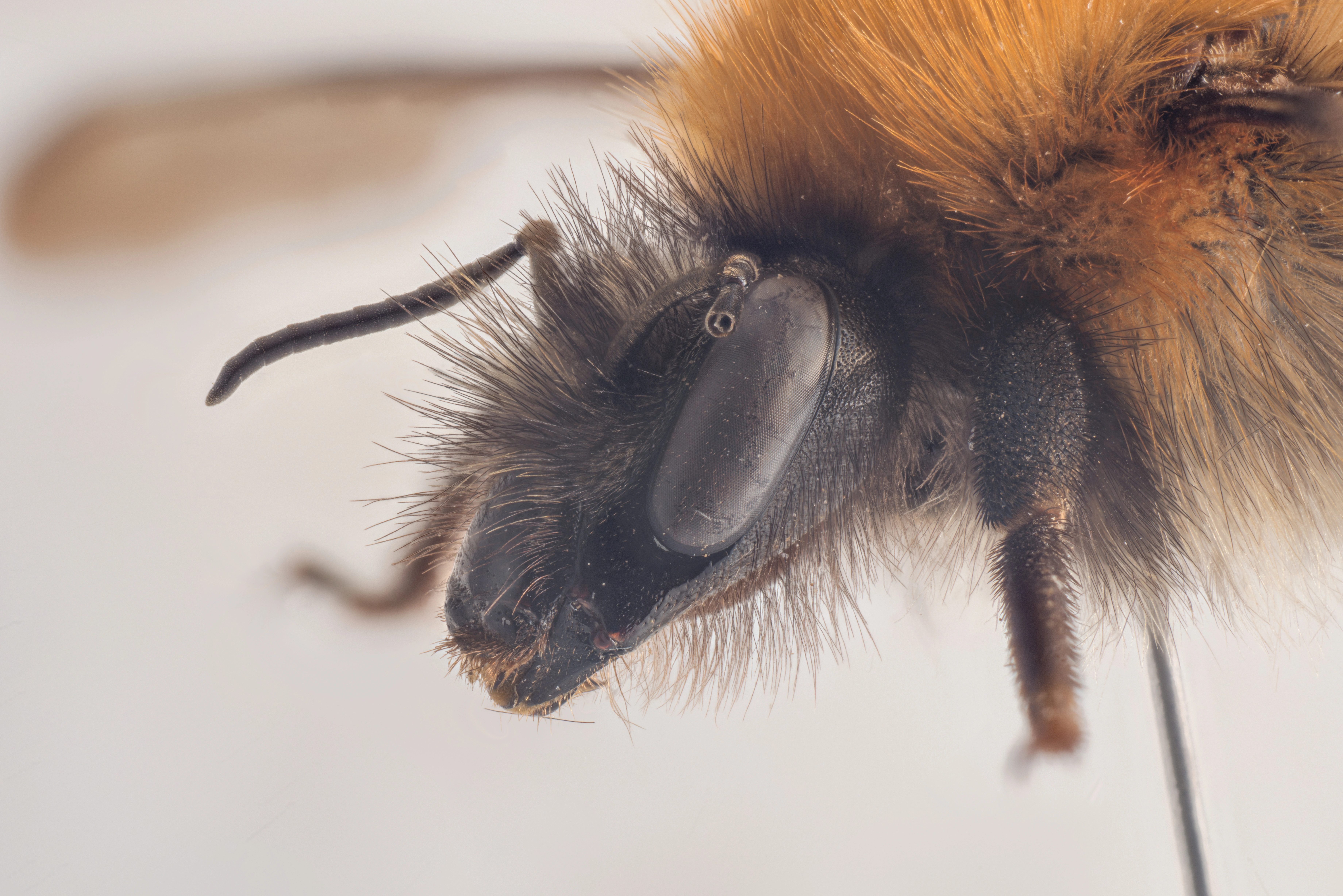 : Bombus pascuorum.