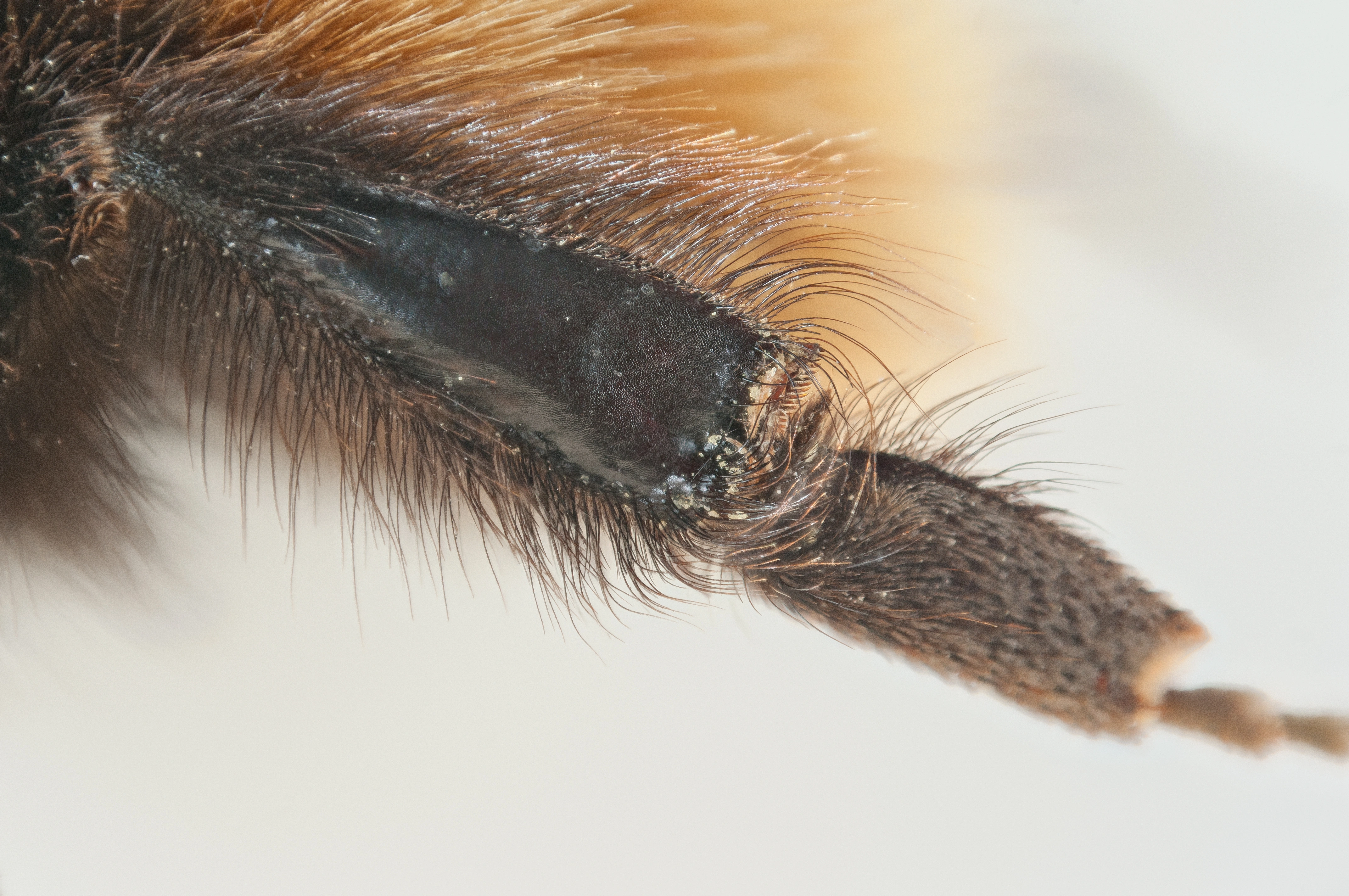 : Bombus (Alpinobombus) pyrrhopygus.