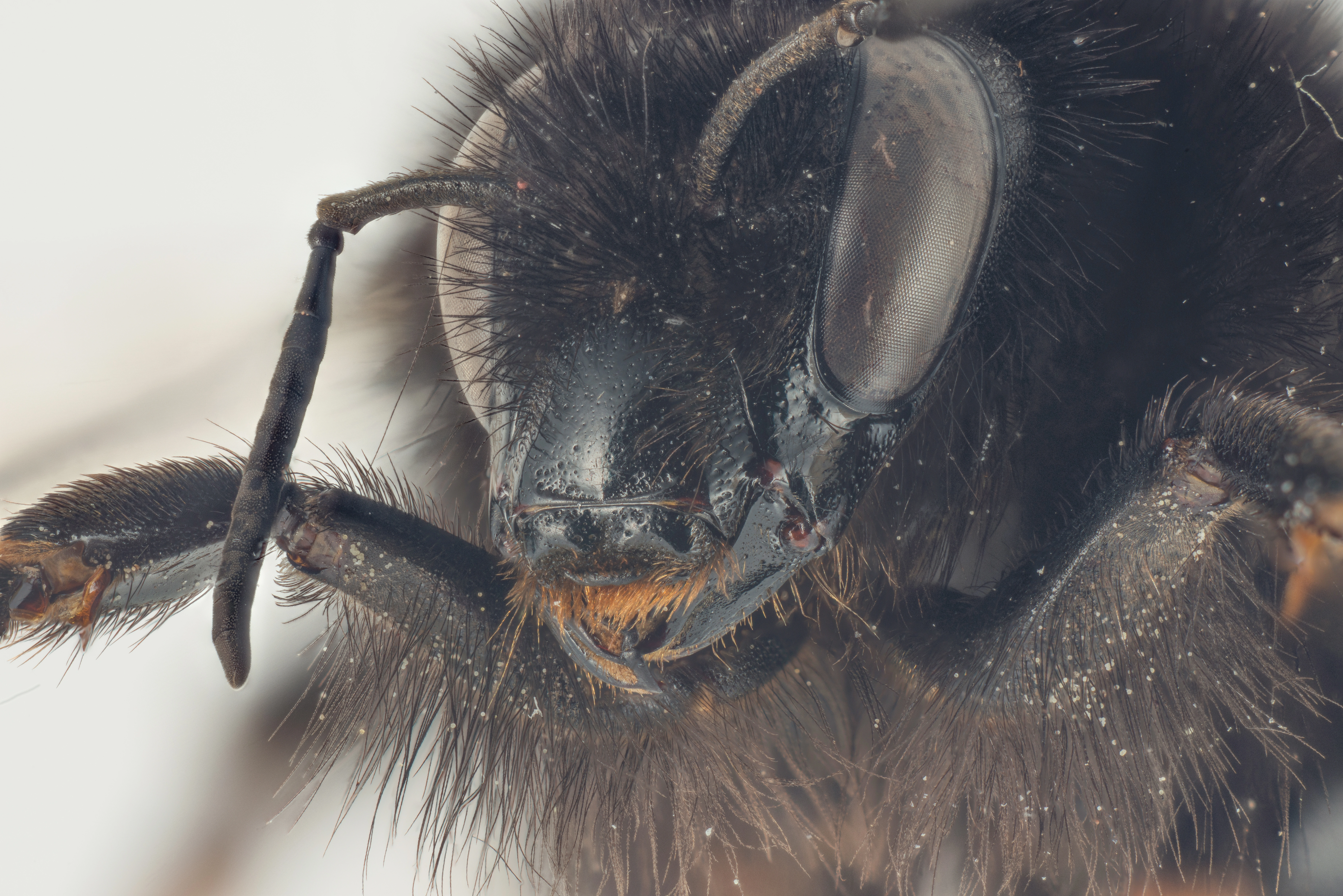 : Bombus (Thoracobombus) ruderarius.