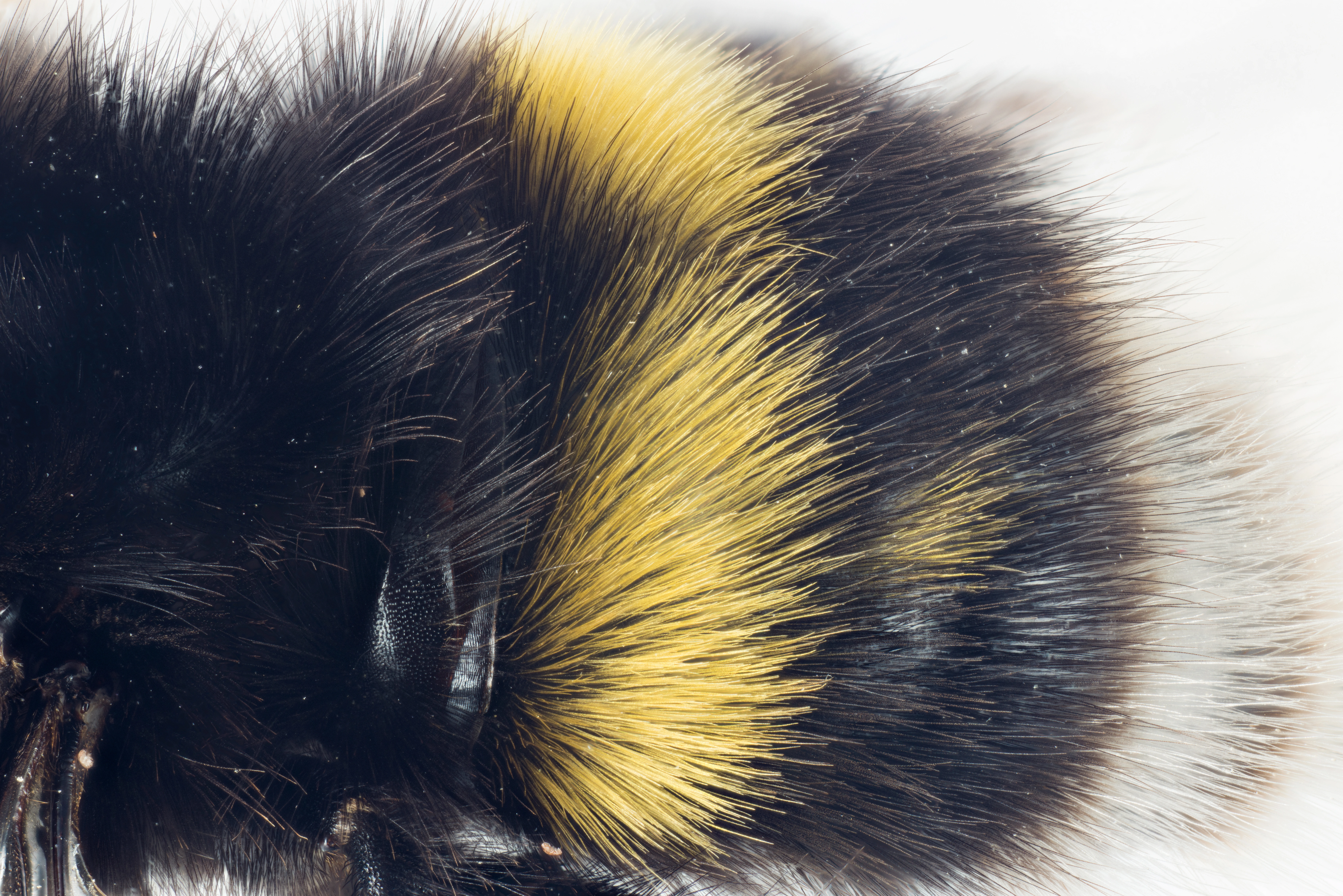 : Bombus soroeensis.