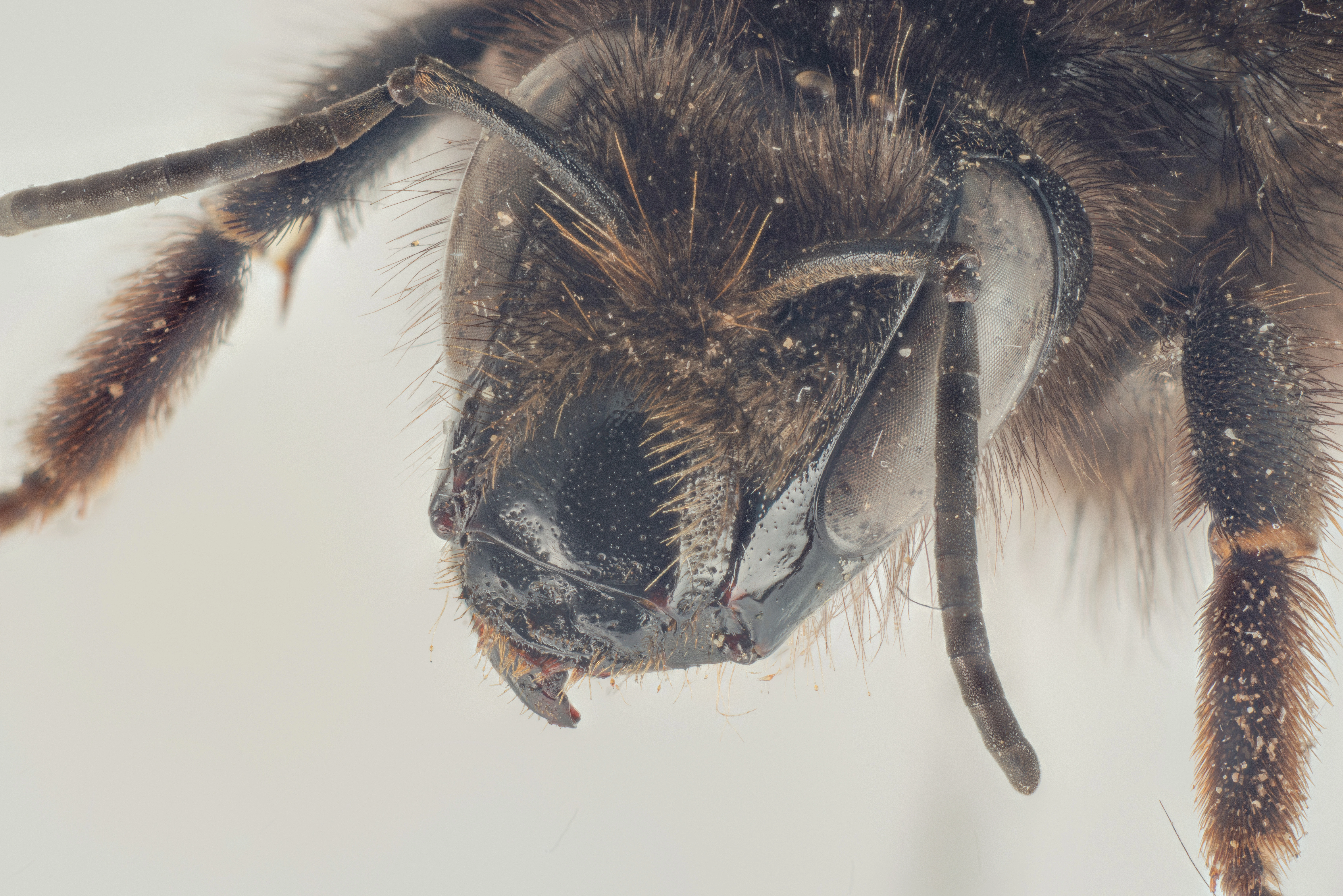 : Bombus (Thoracobombus) sylvarum.