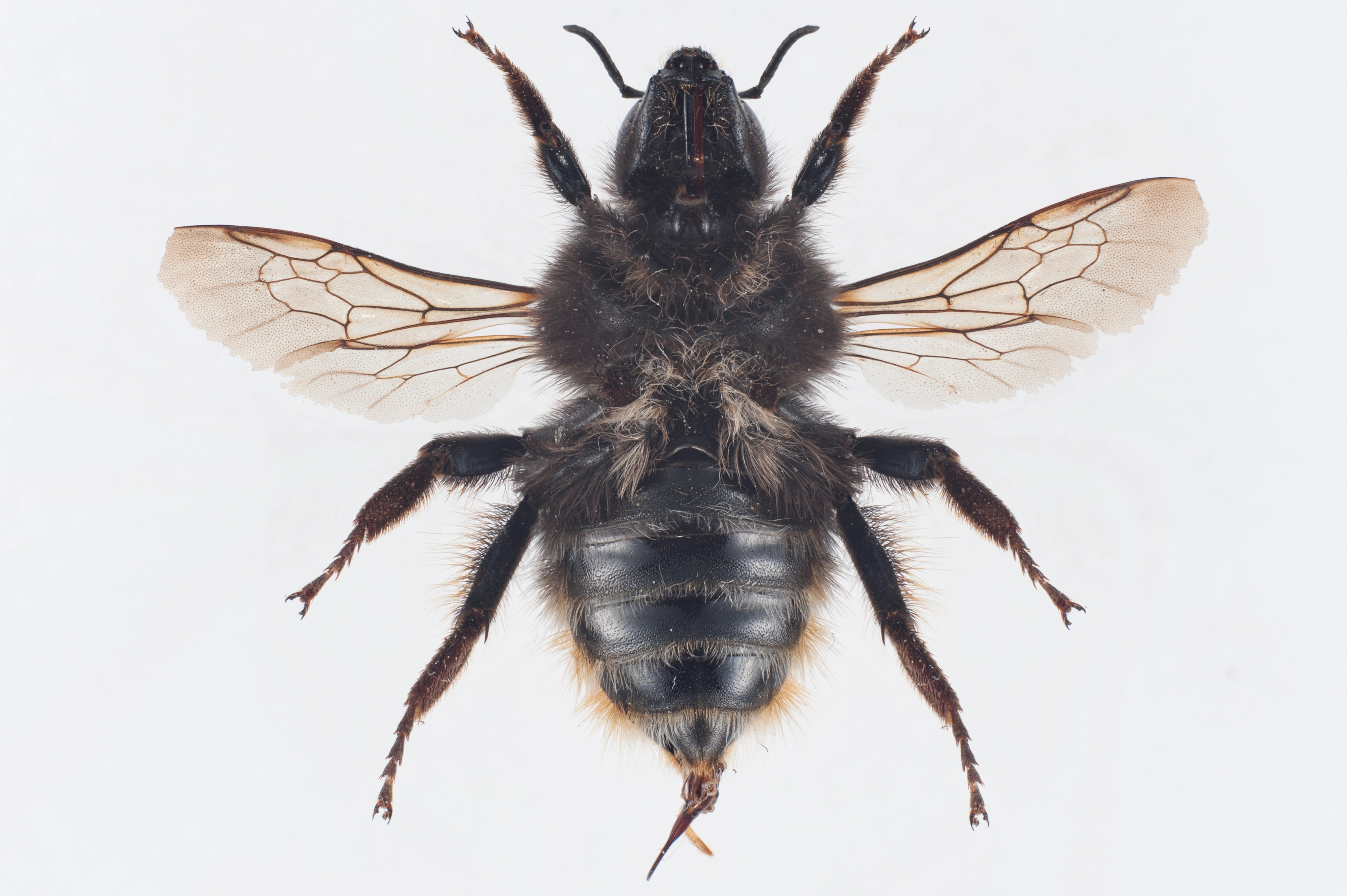 : Bombus (Thoracobombus) sylvarum.