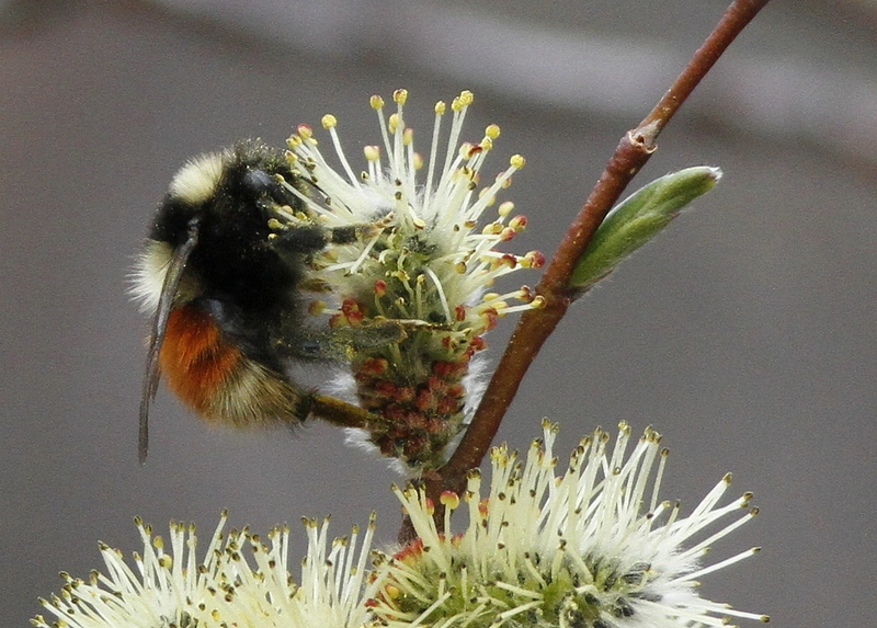 : Bombus lapponicus.