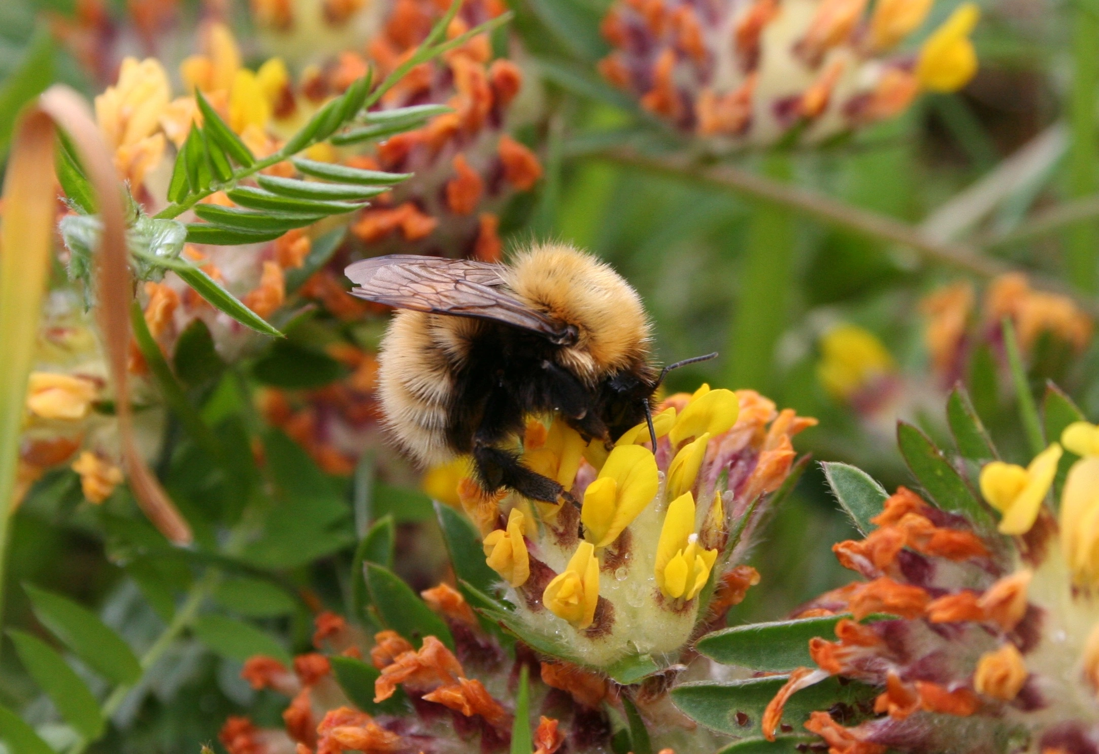 : Bombus muscorum.