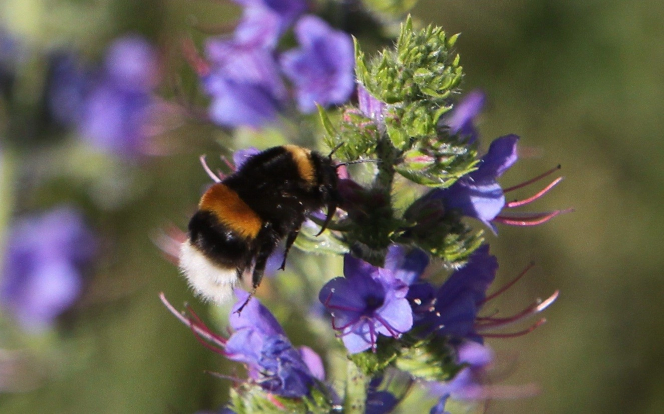 : Bombus (Bombus s. str.) terrestris.