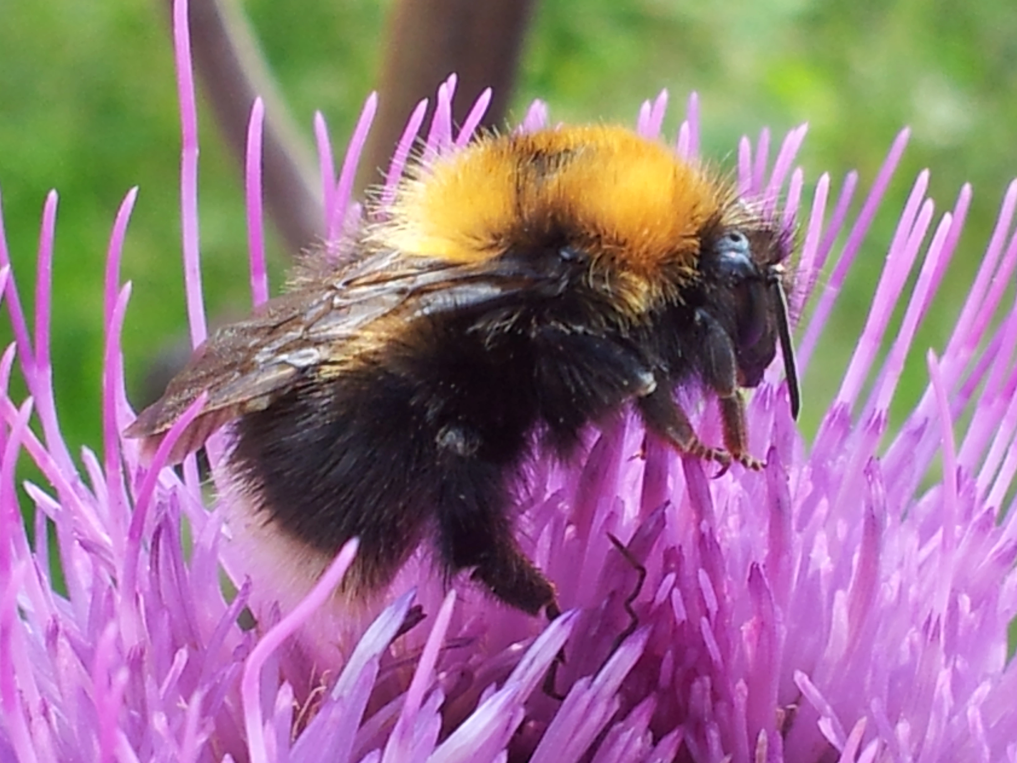 : Bombus (Pyrobombus) cingulatus.