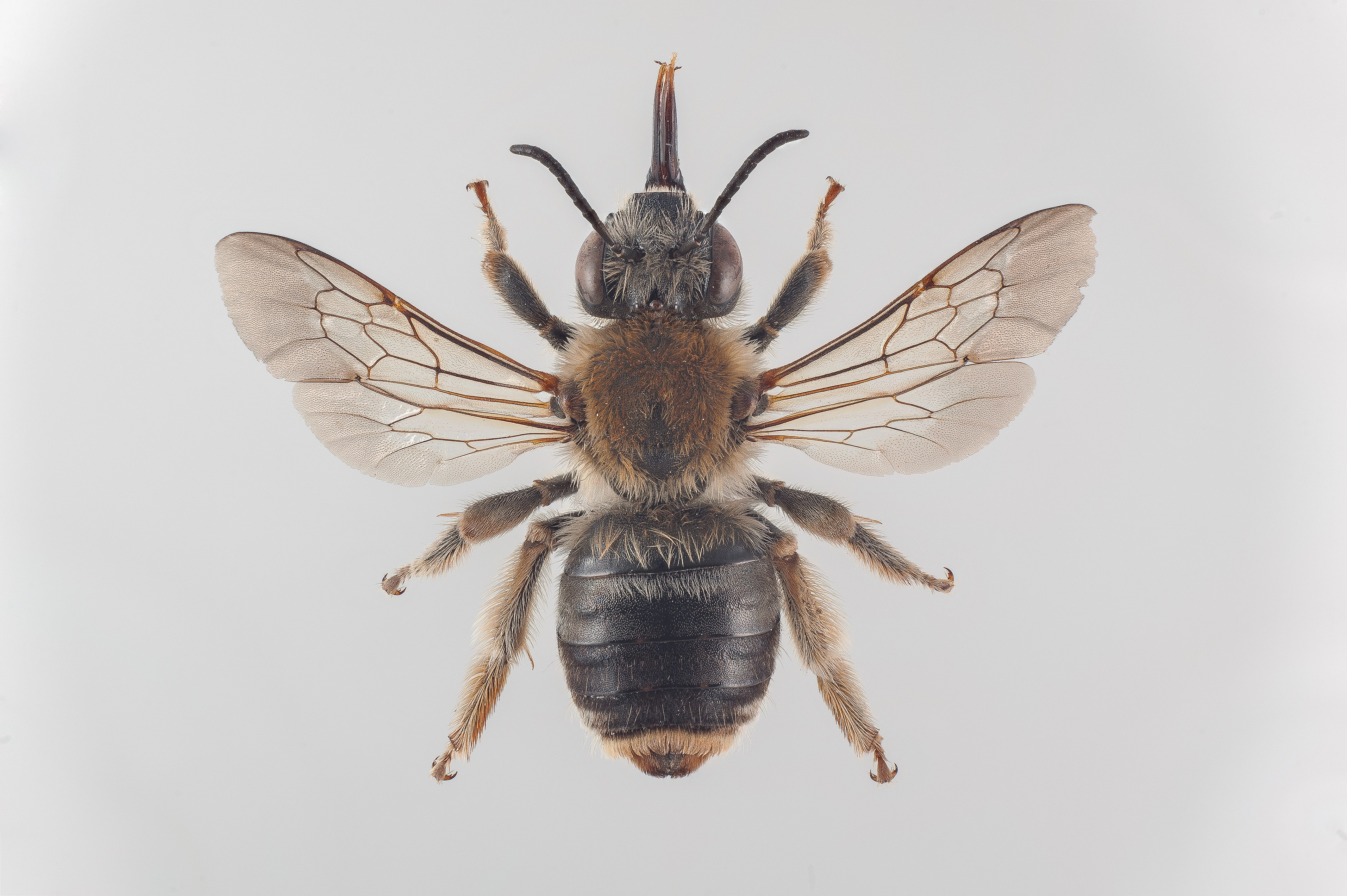 : Eucera longicornis.