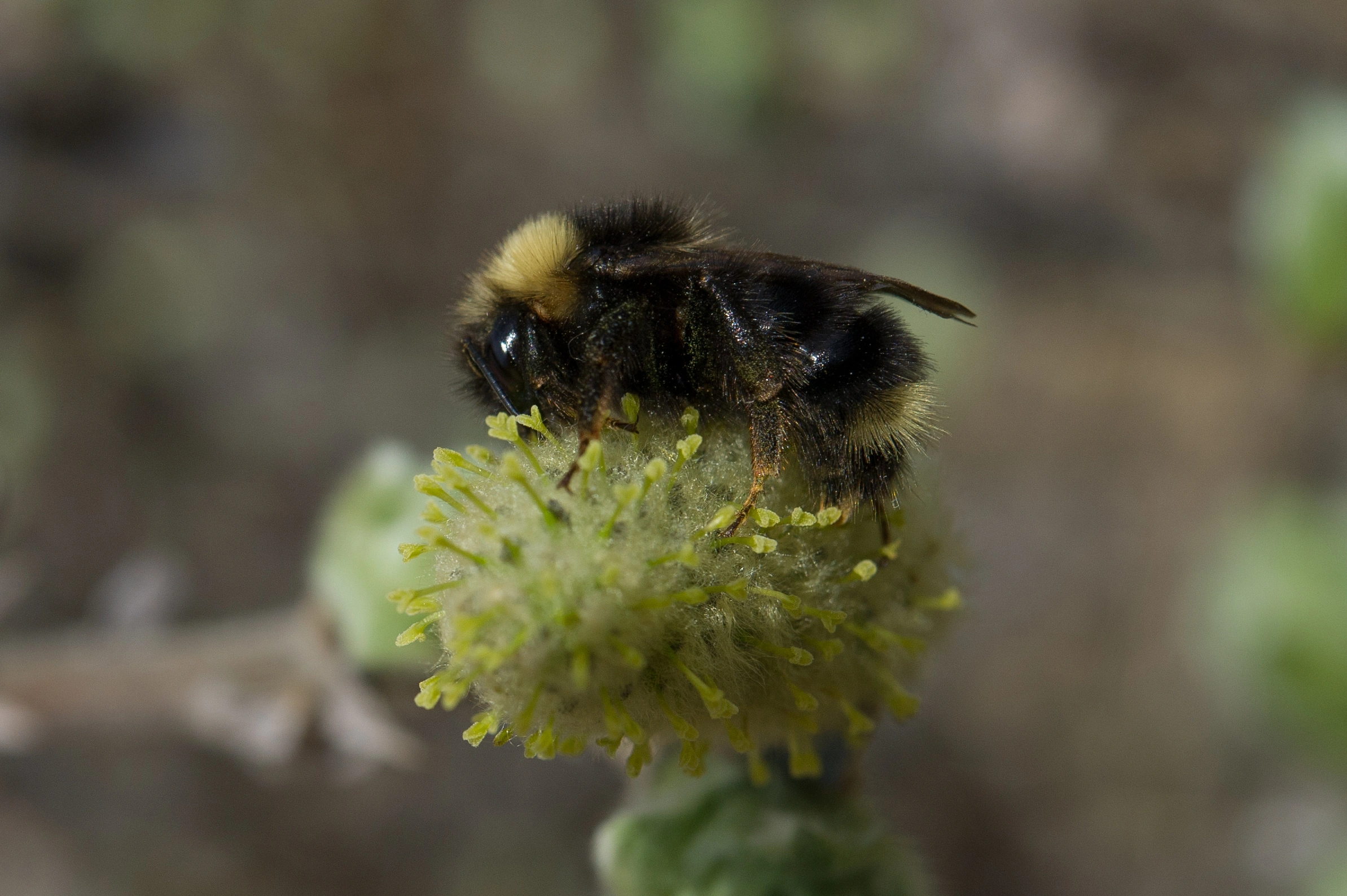 : Bombus flavidus.