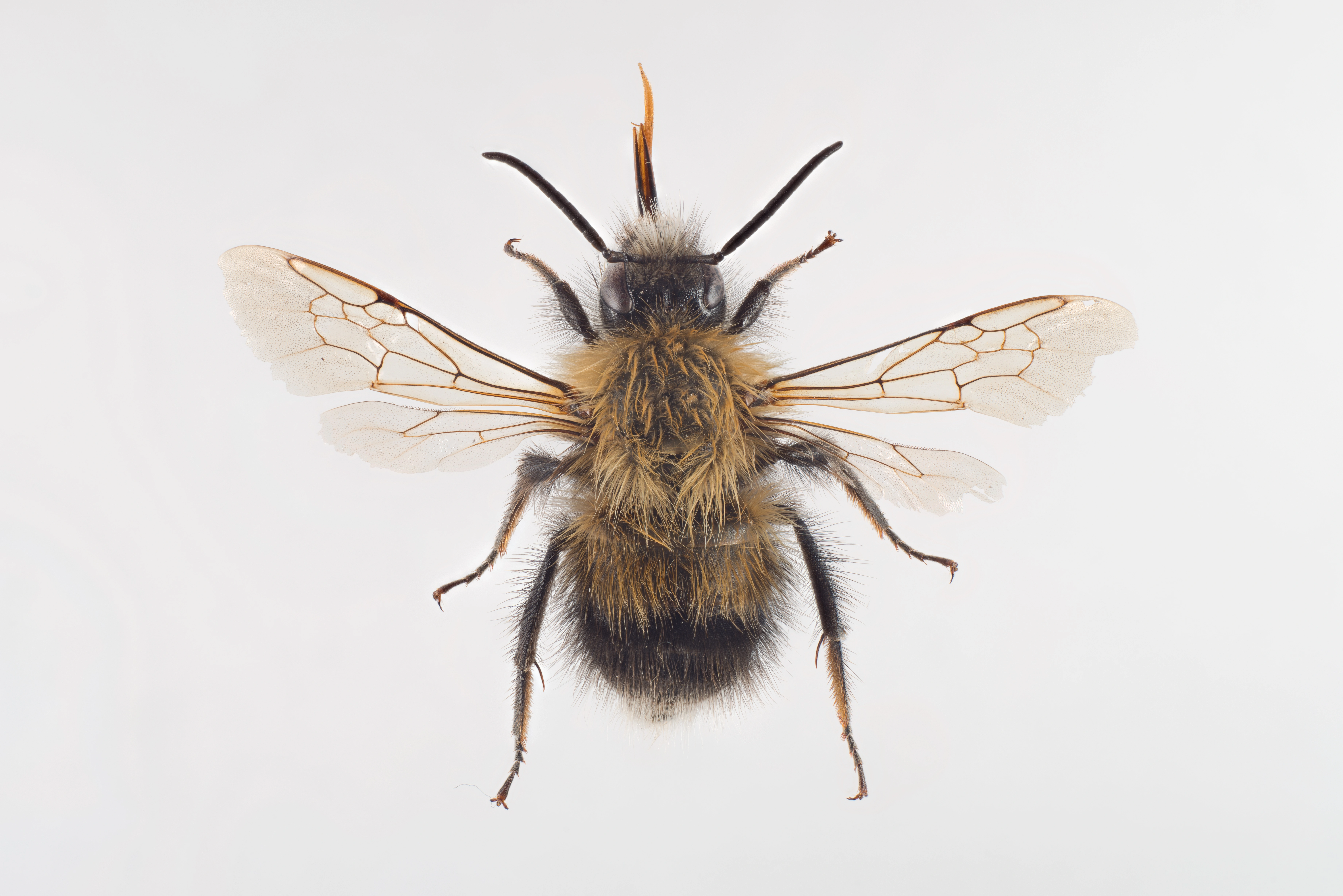 : Bombus (Pyrobombus) cingulatus.