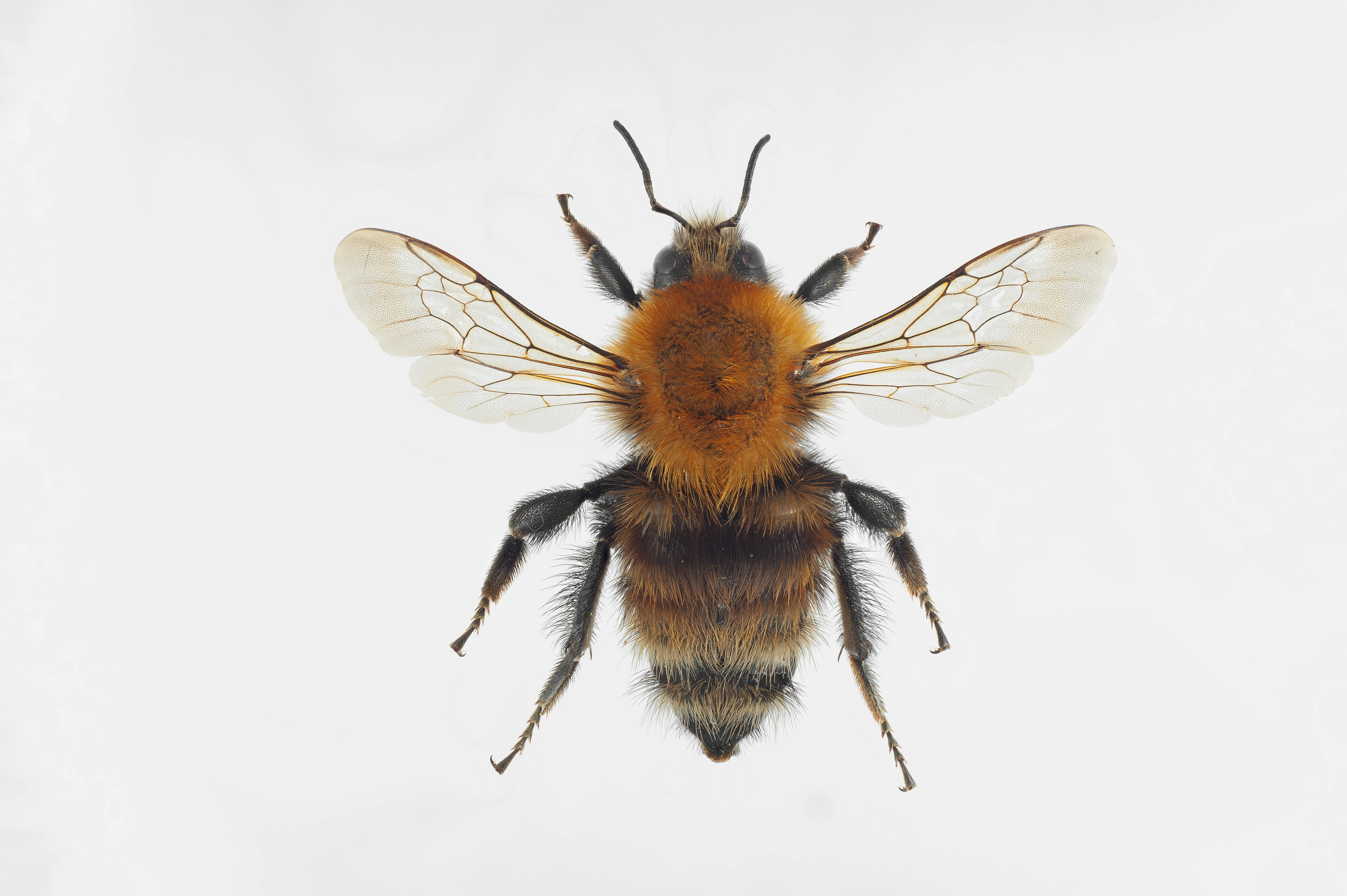 : Bombus (Thoracobombus) humilis.