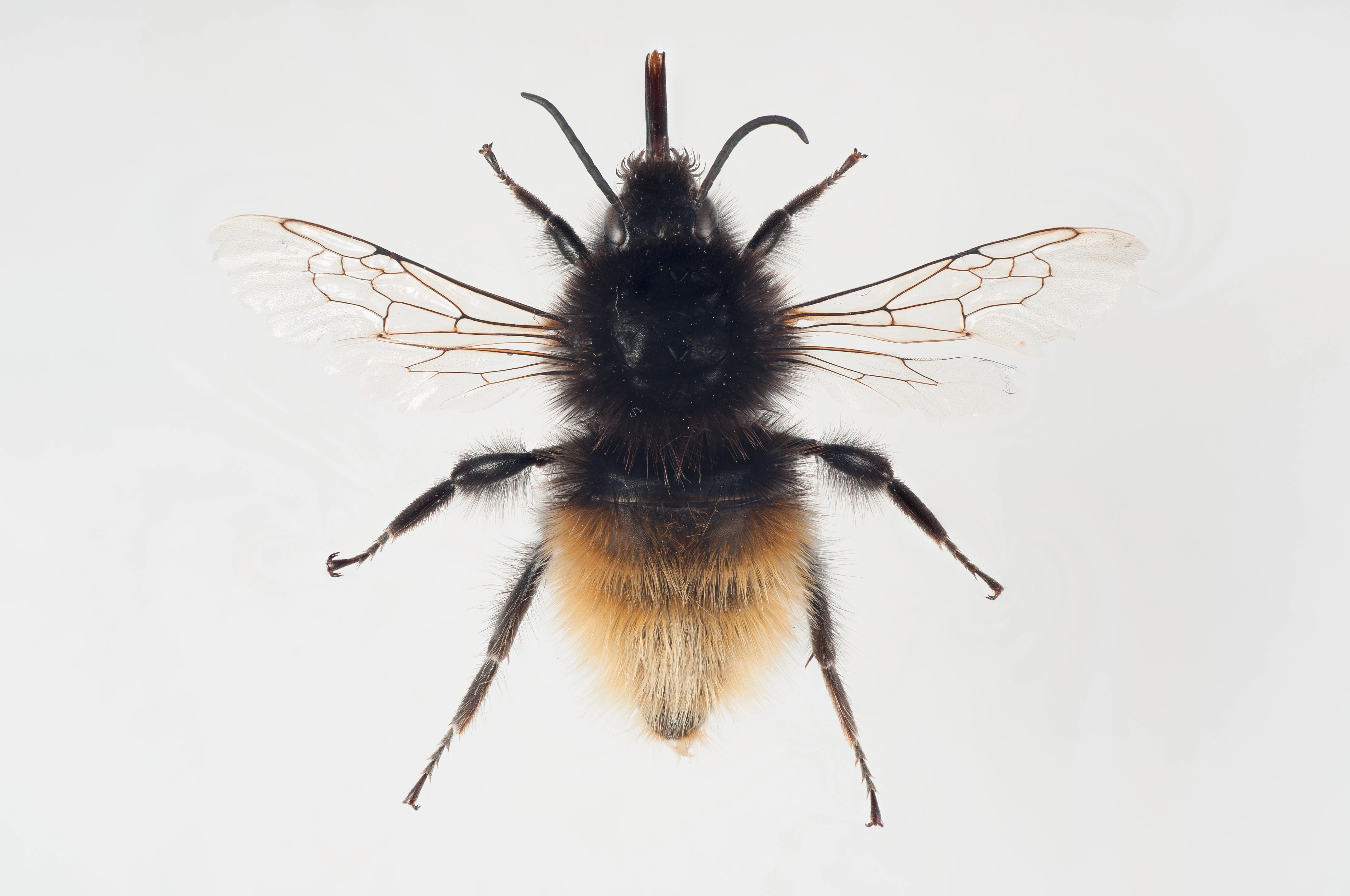 : Bombus pyrrhopygus.