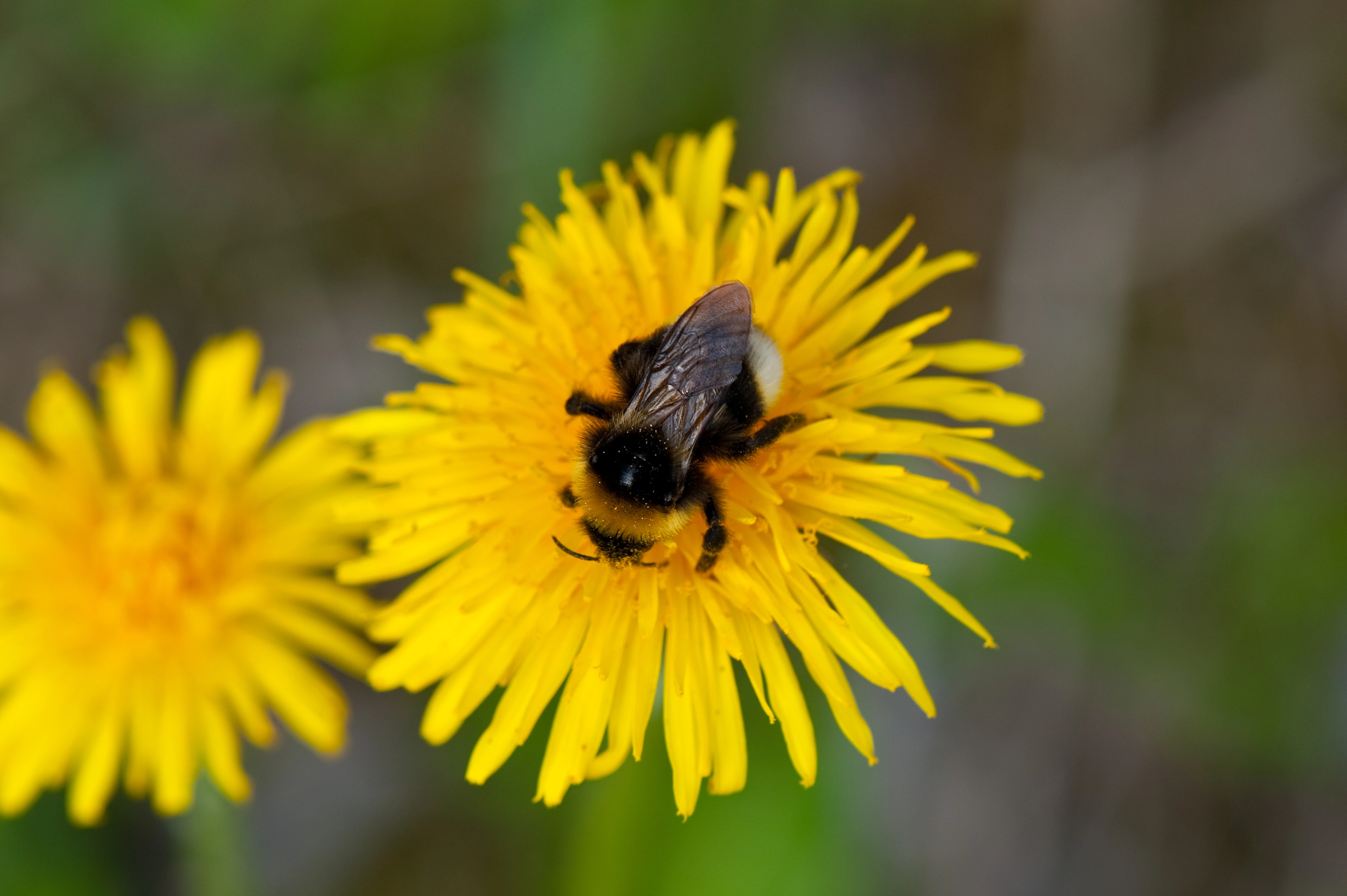 : Bombus bohemicus.