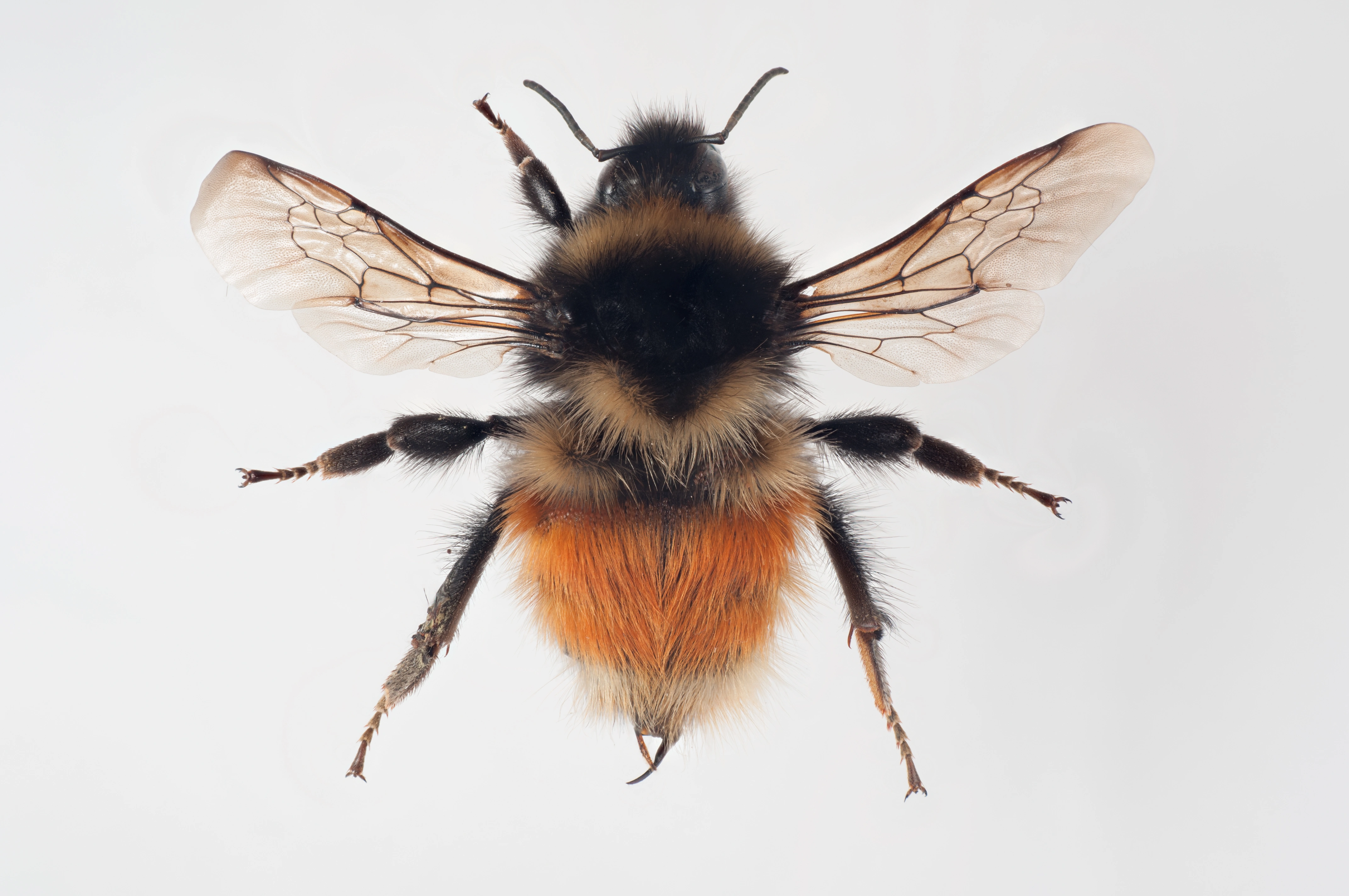 : Bombus lapponicus.