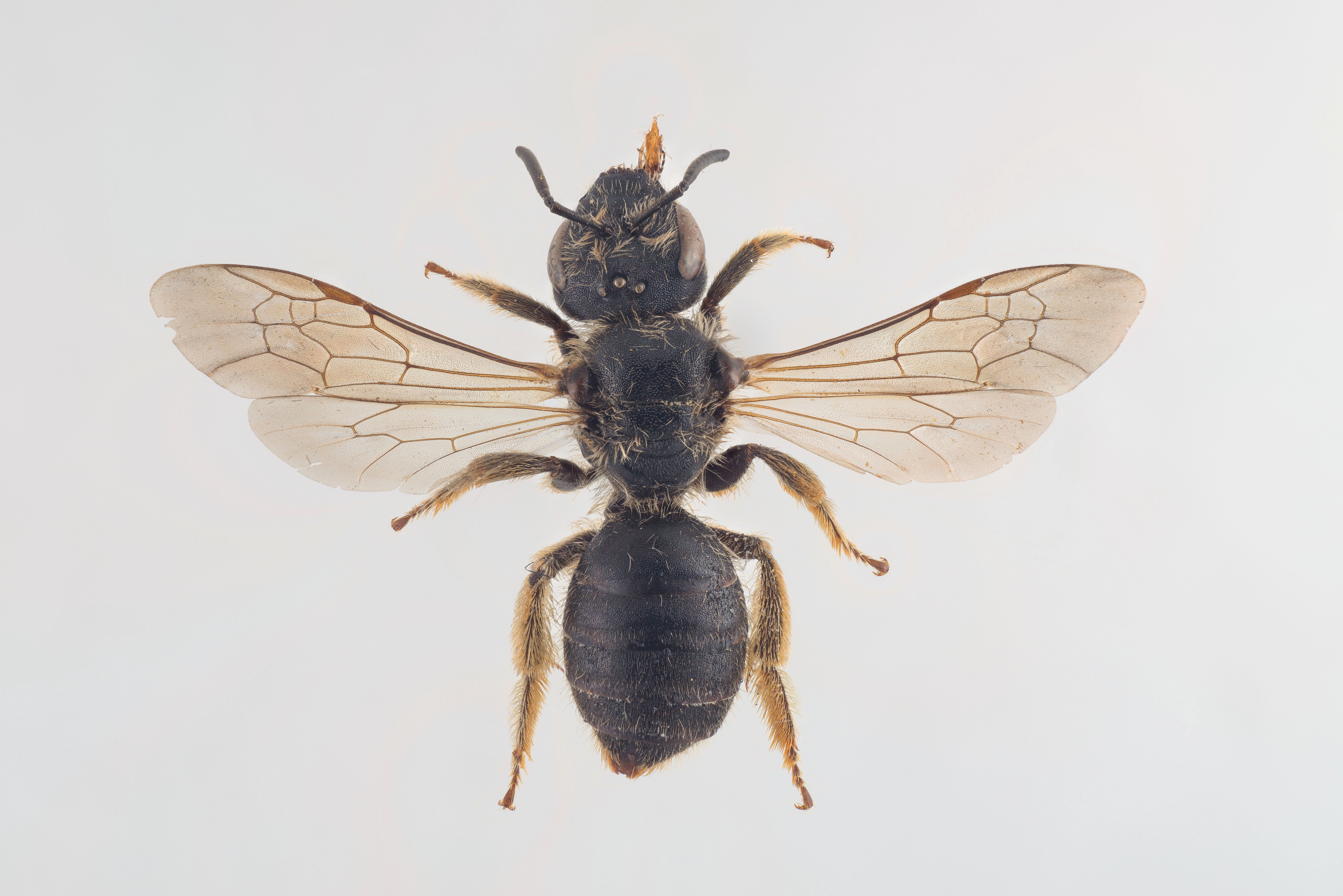 : Halictus eurygnathus.