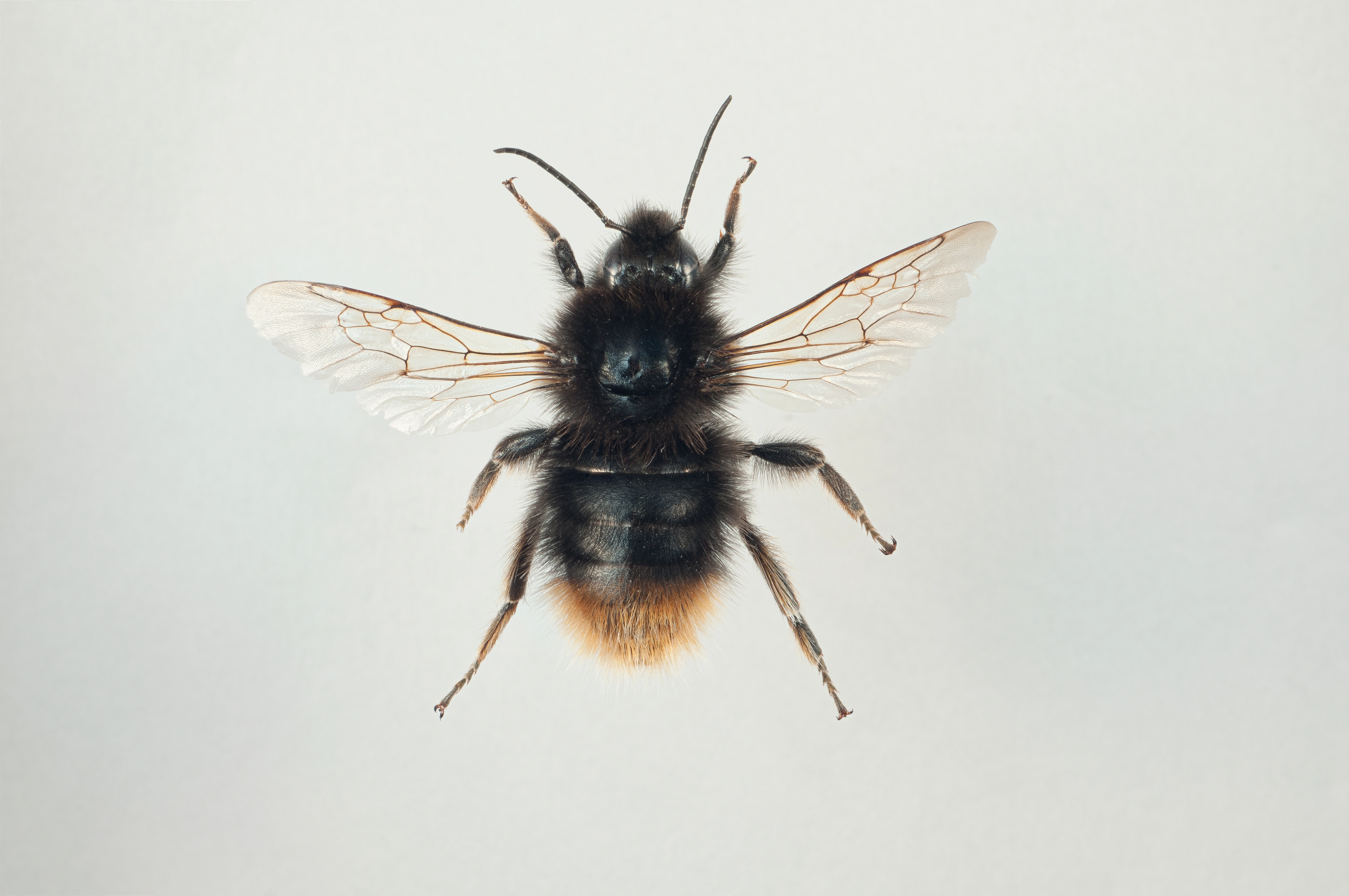 : Bombus (Alpinobombus) balteatus.