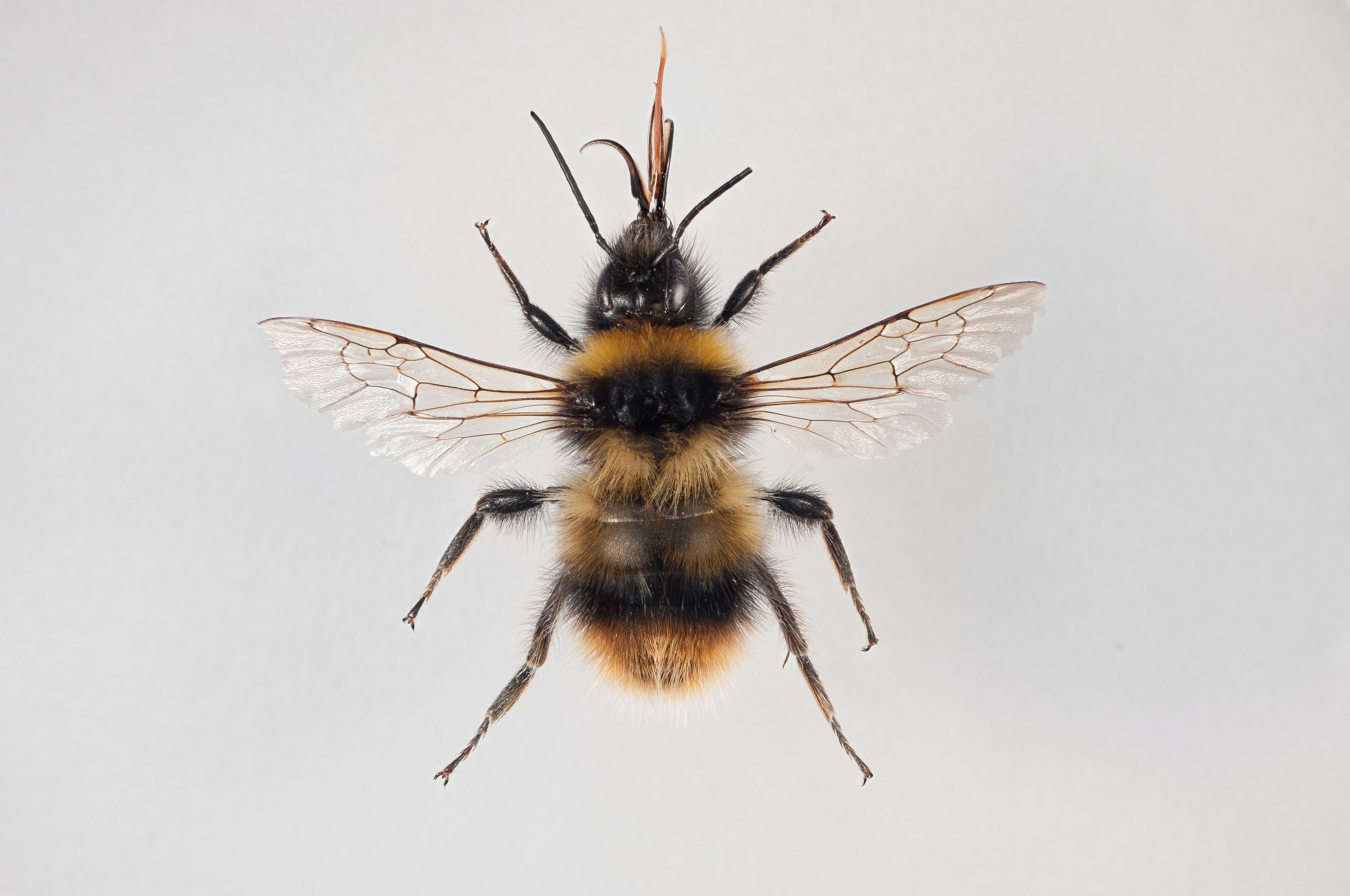 : Bombus (Alpinobombus) balteatus.