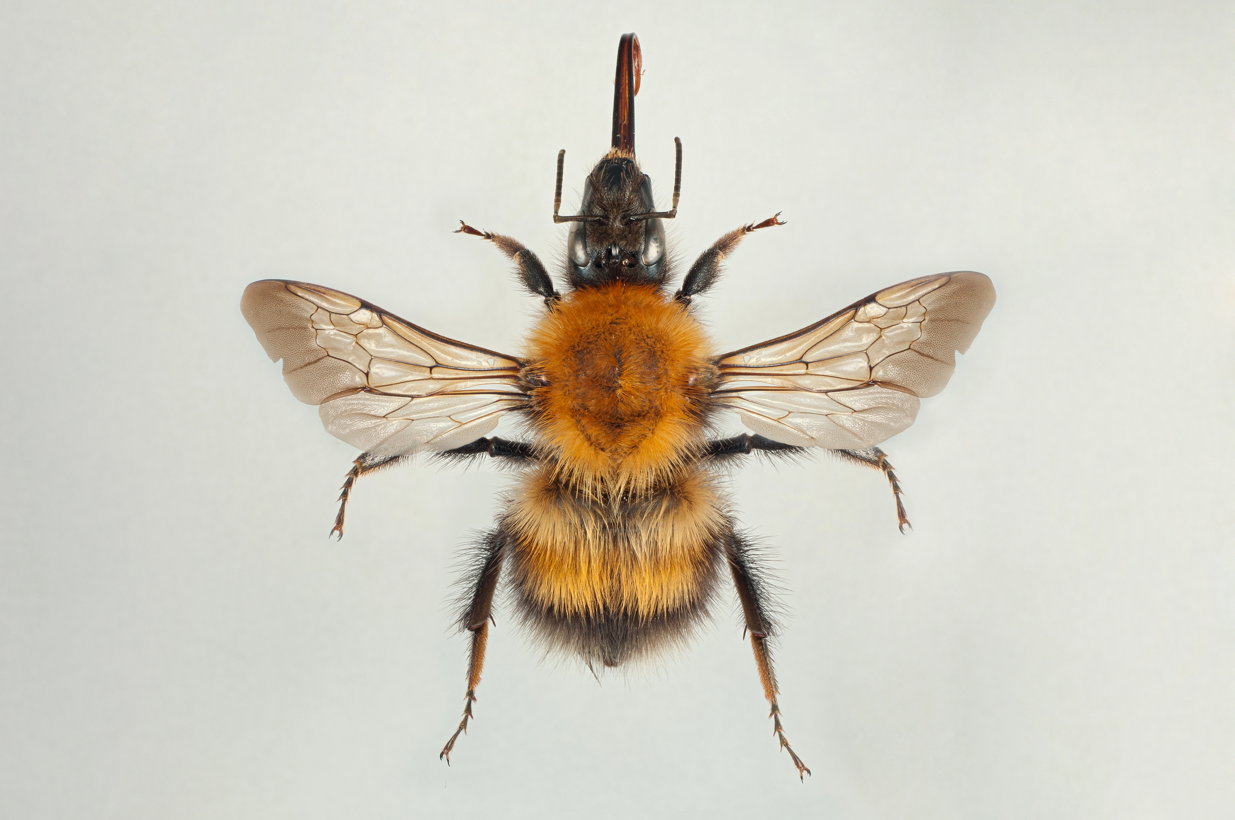 : Bombus consobrinus.