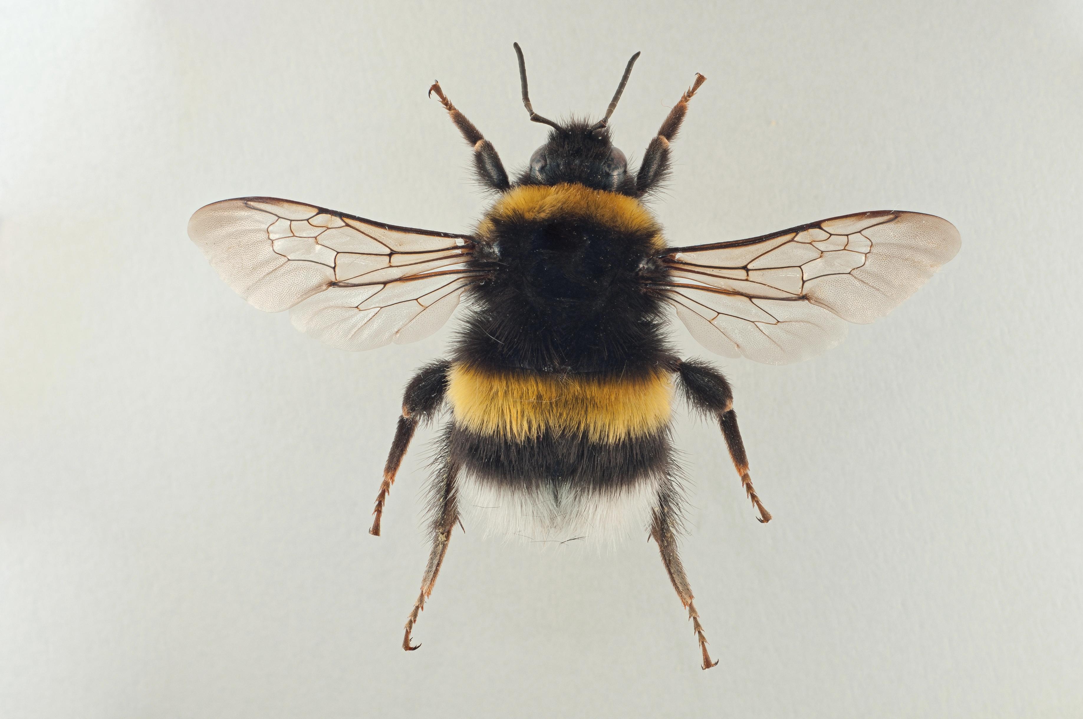 : Bombus (Bombus s. str.) cryptarum.