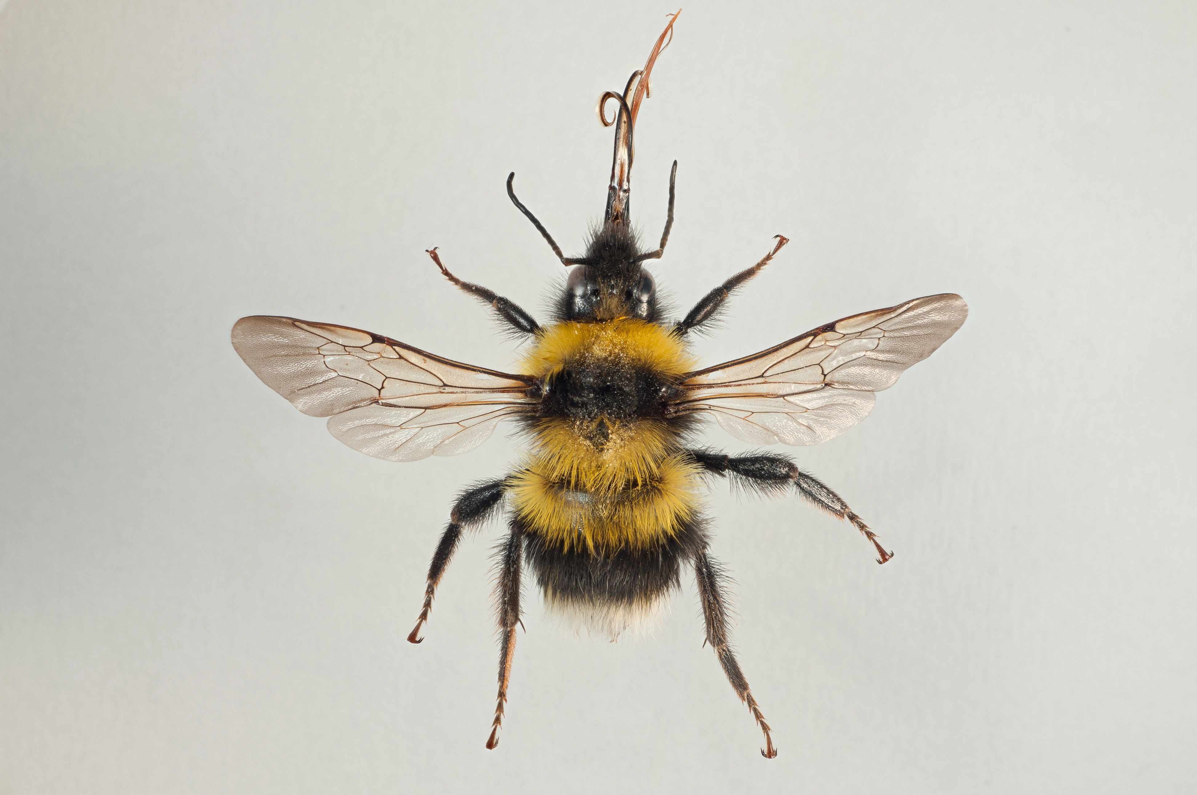 : Bombus hortorum.