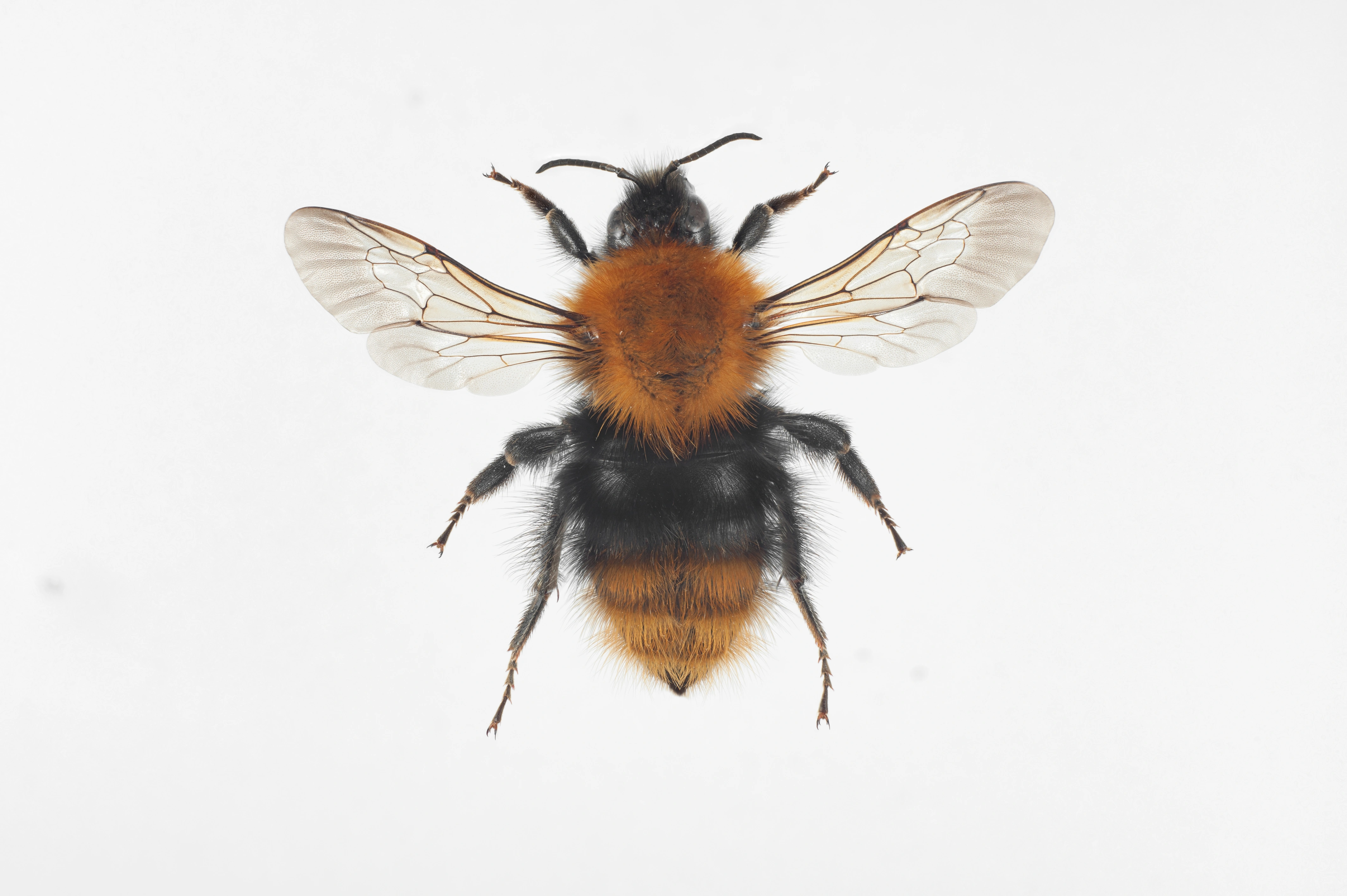 : Bombus (Thoracobombus) pascuorum.