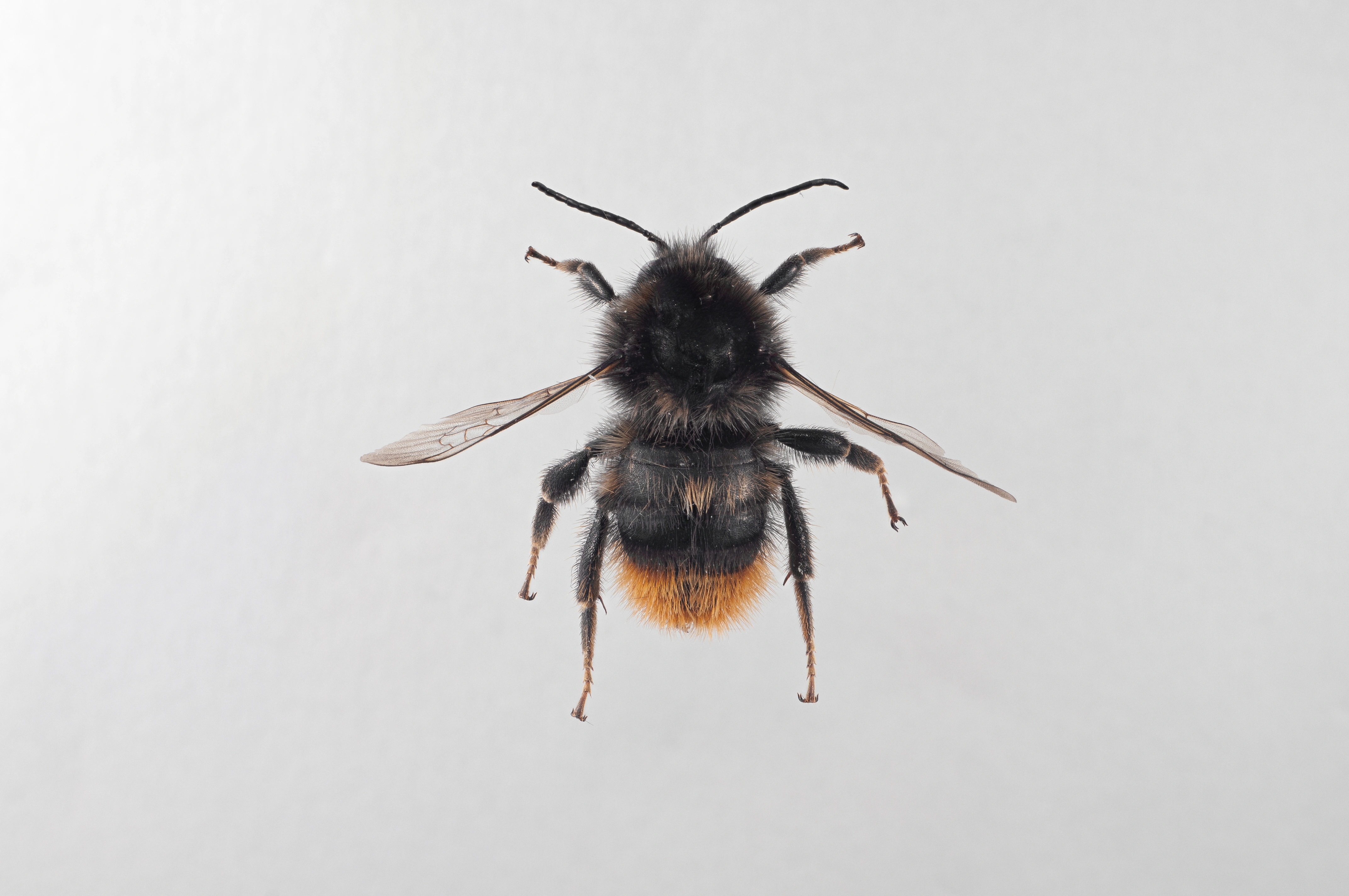 : Bombus ruderarius.