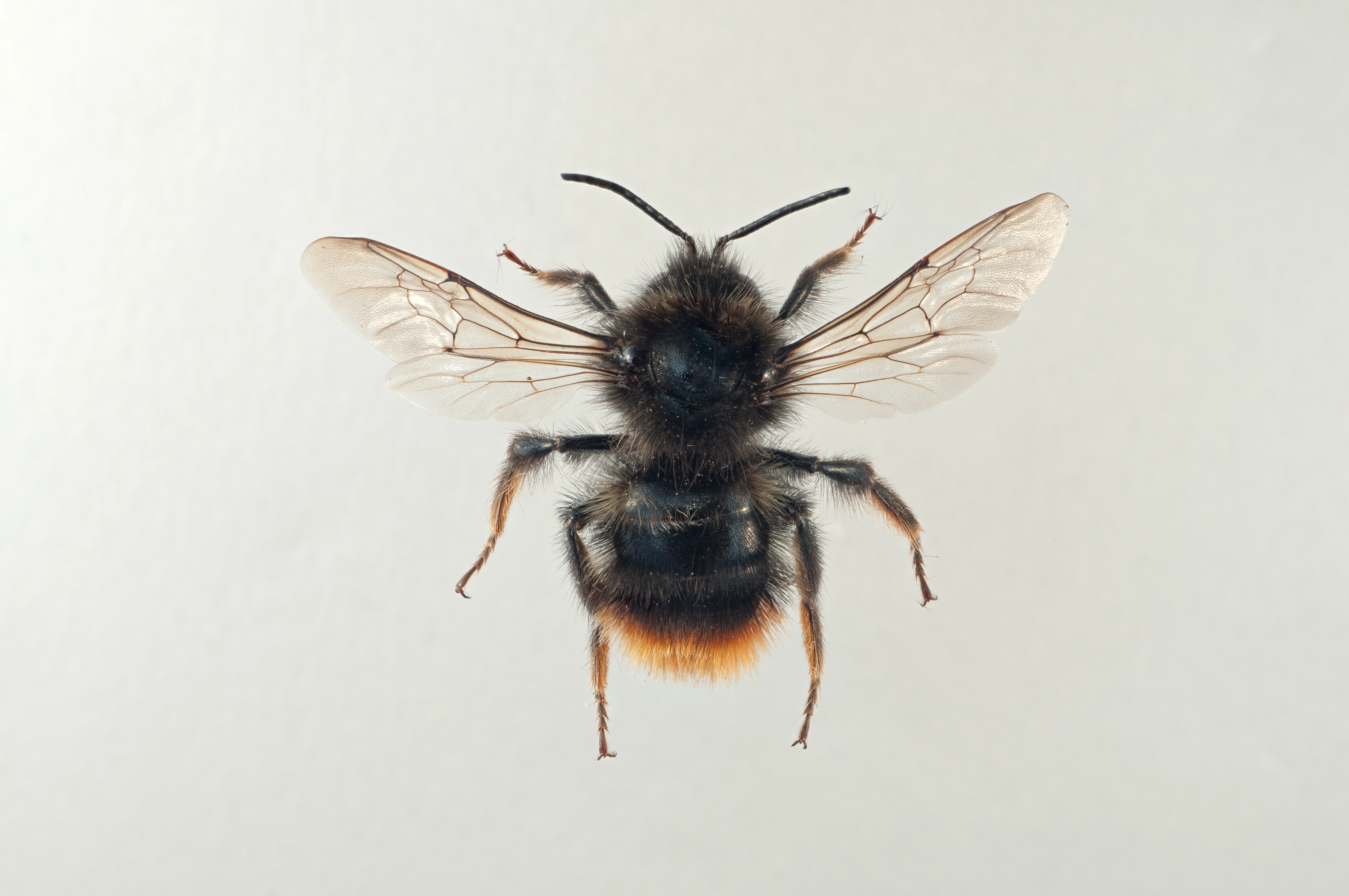 : Bombus rupestris.