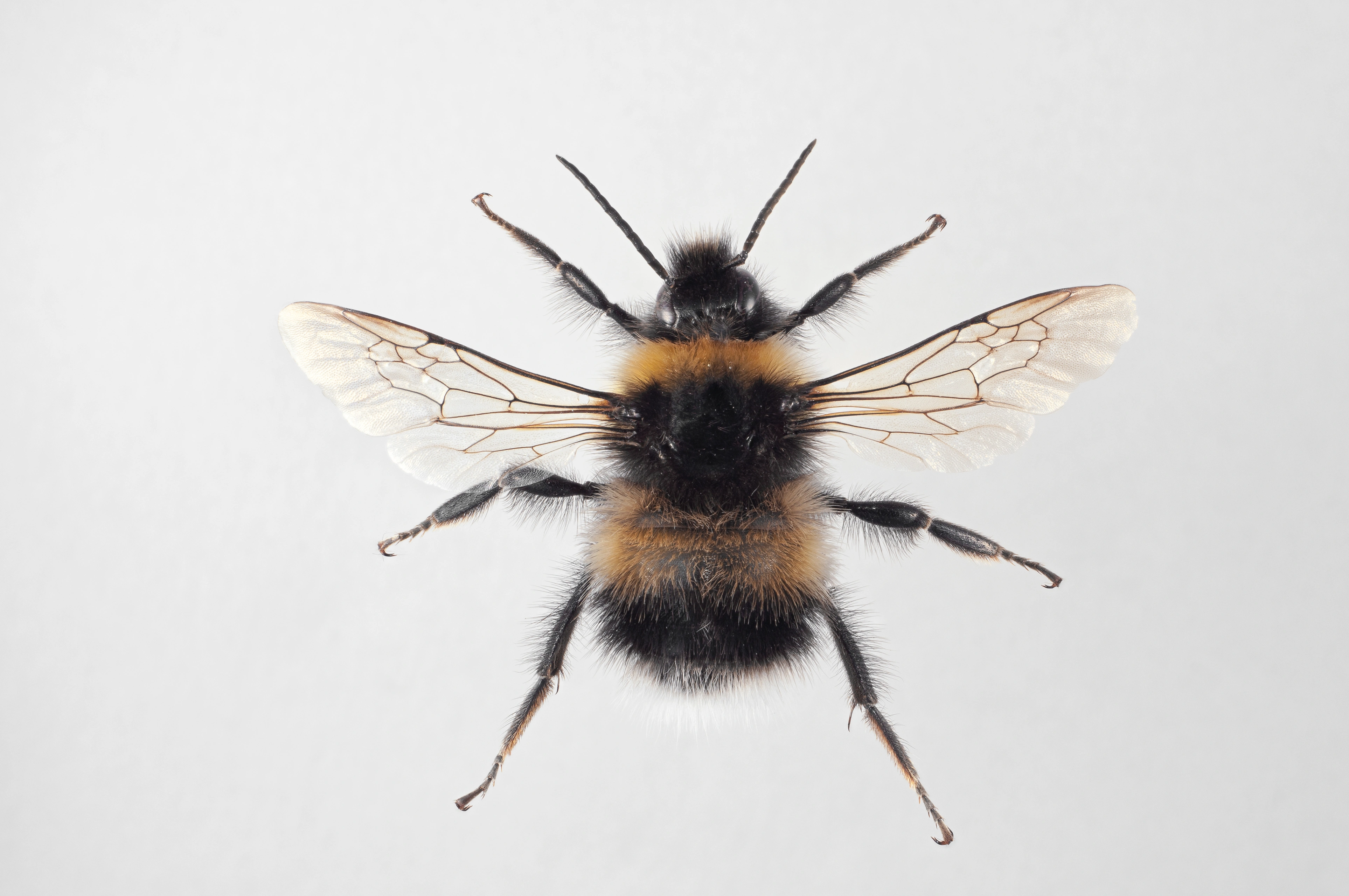 : Bombus soroeensis.