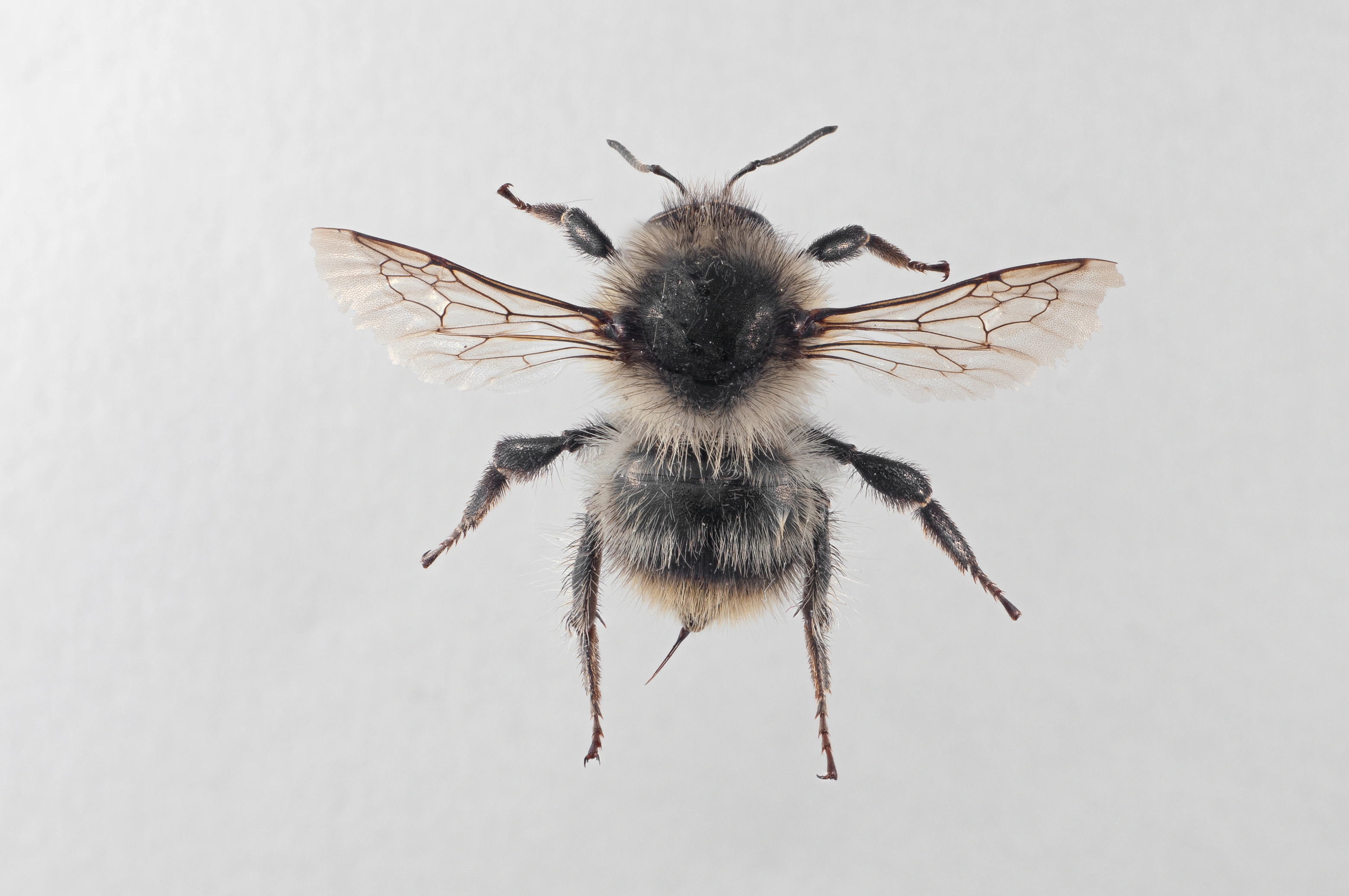 : Bombus (Thoracobombus) sylvarum.