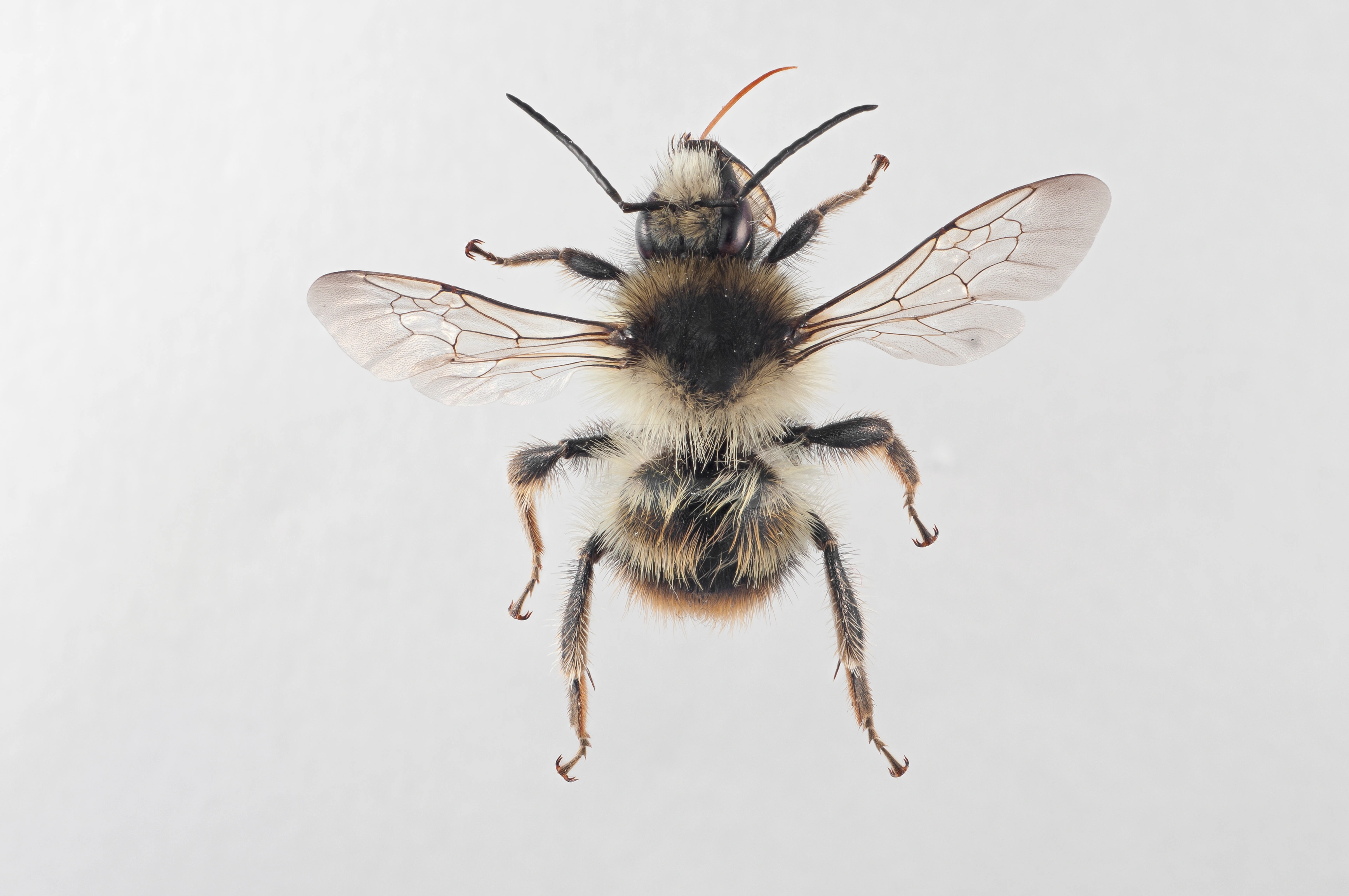 : Bombus (Thoracobombus) sylvarum.