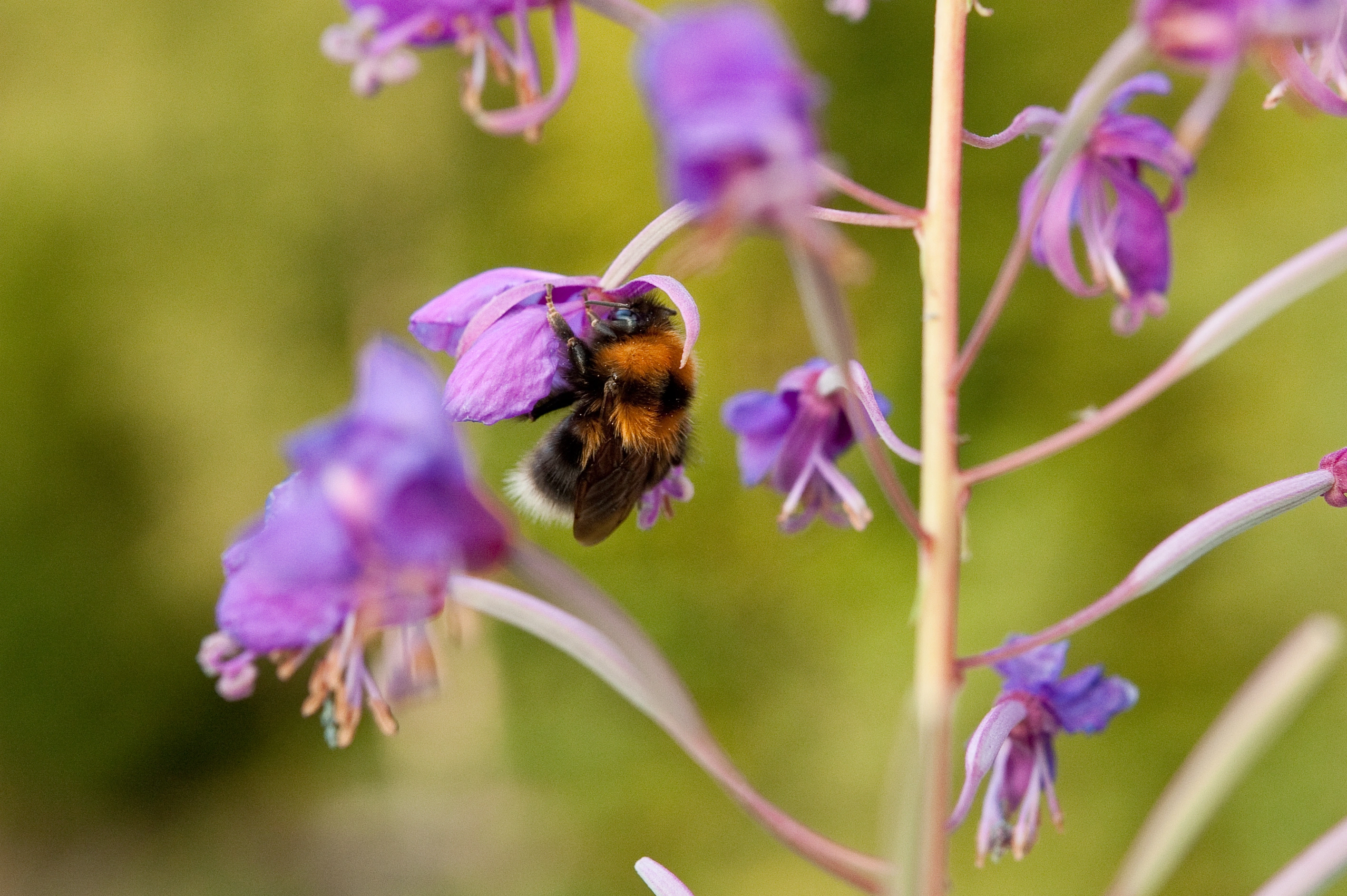 : Bombus cingulatus.