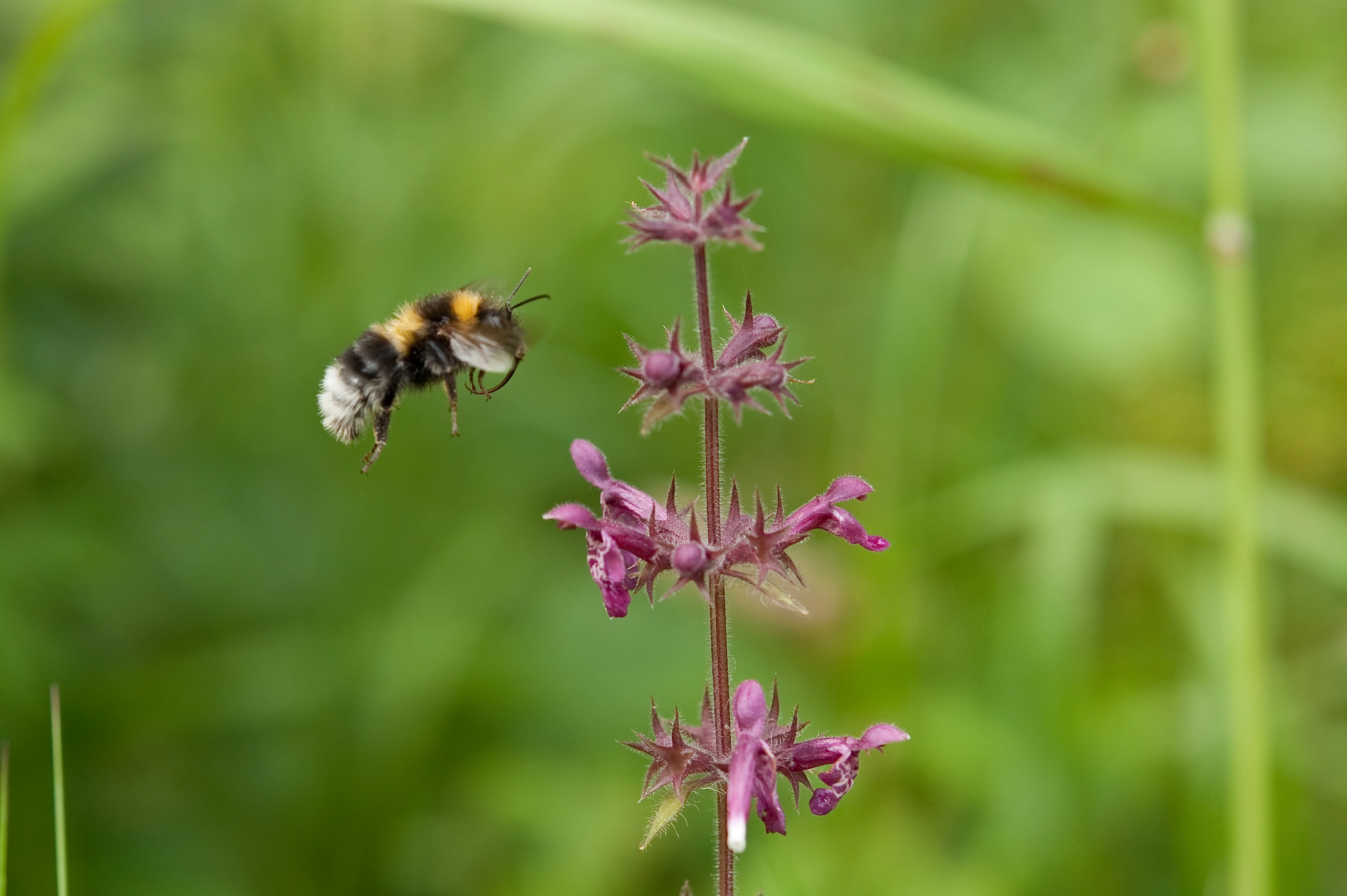 : Bombus hortorum.