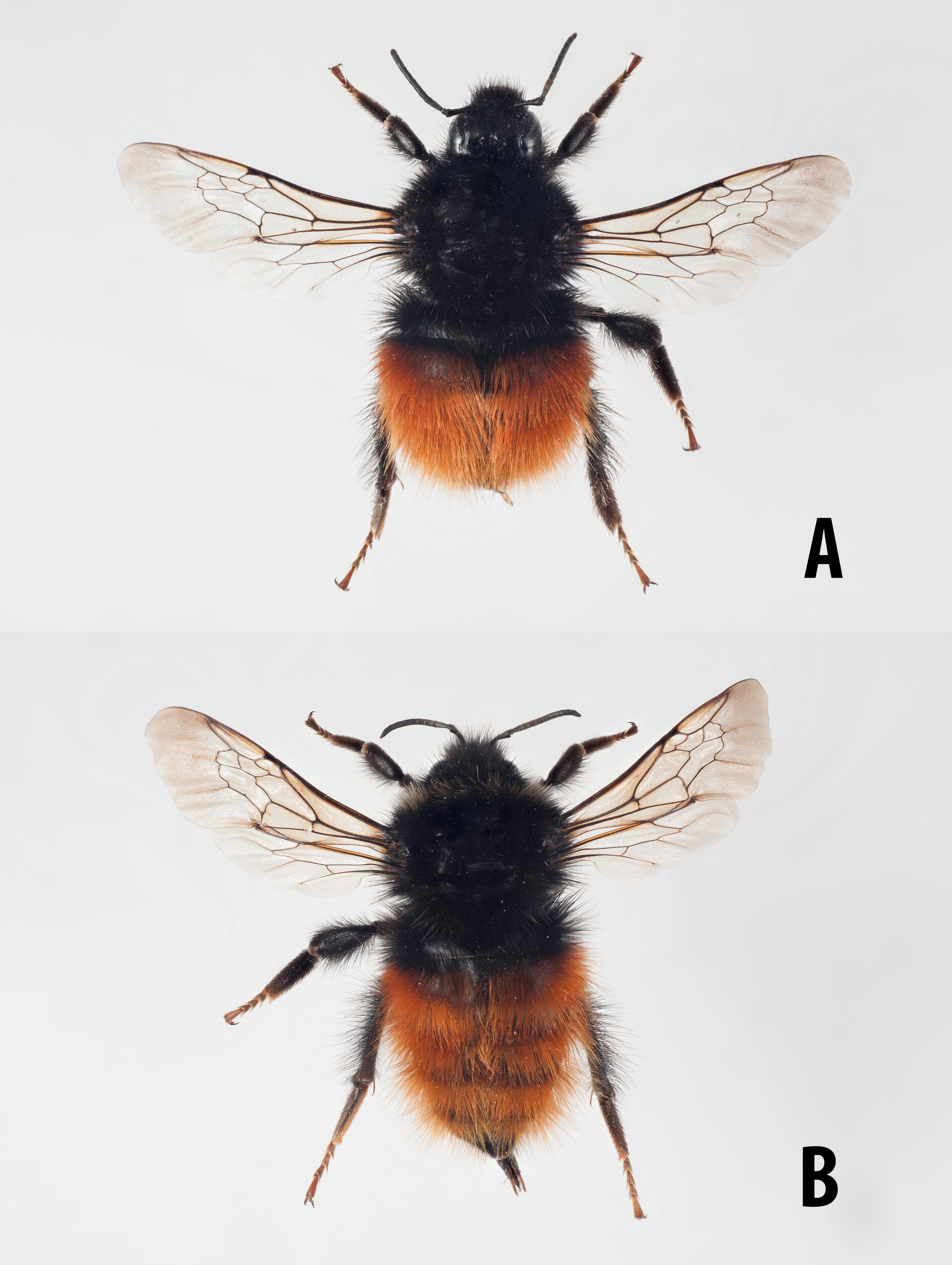 : Bombus monticola.