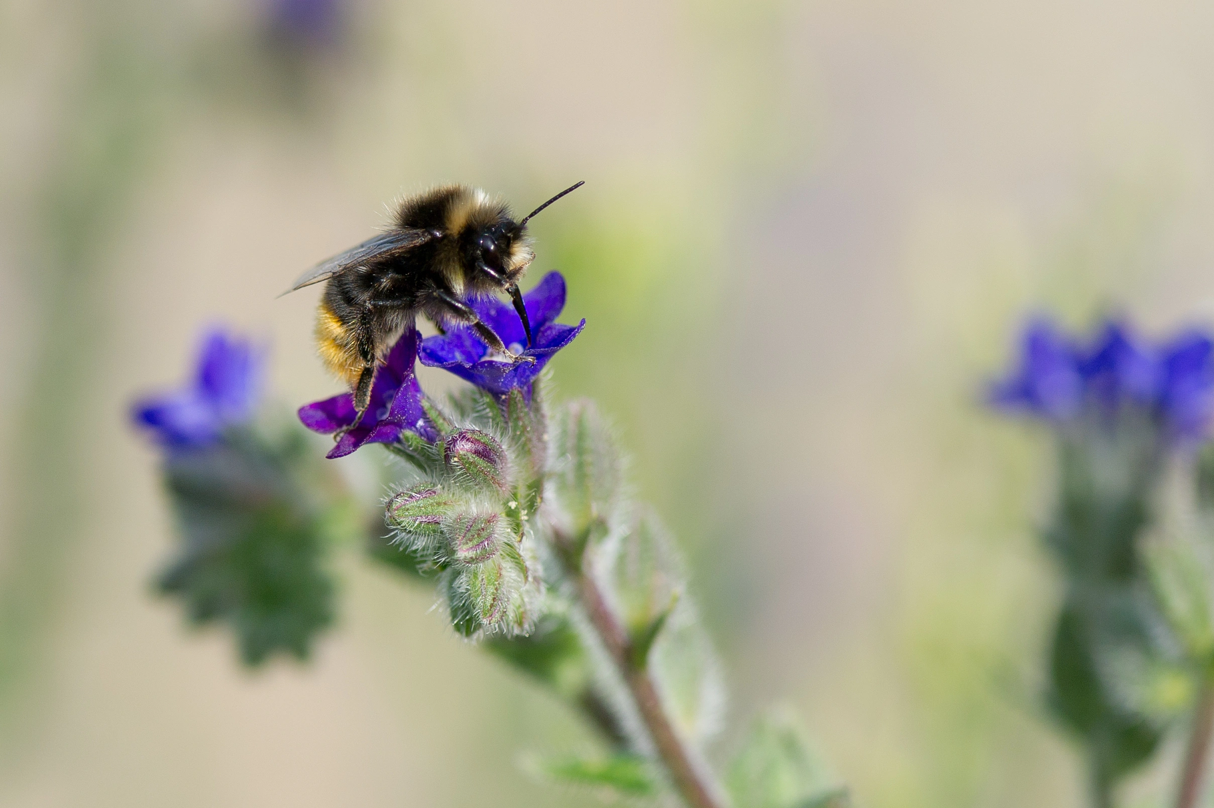 : Bombus lapidarius.