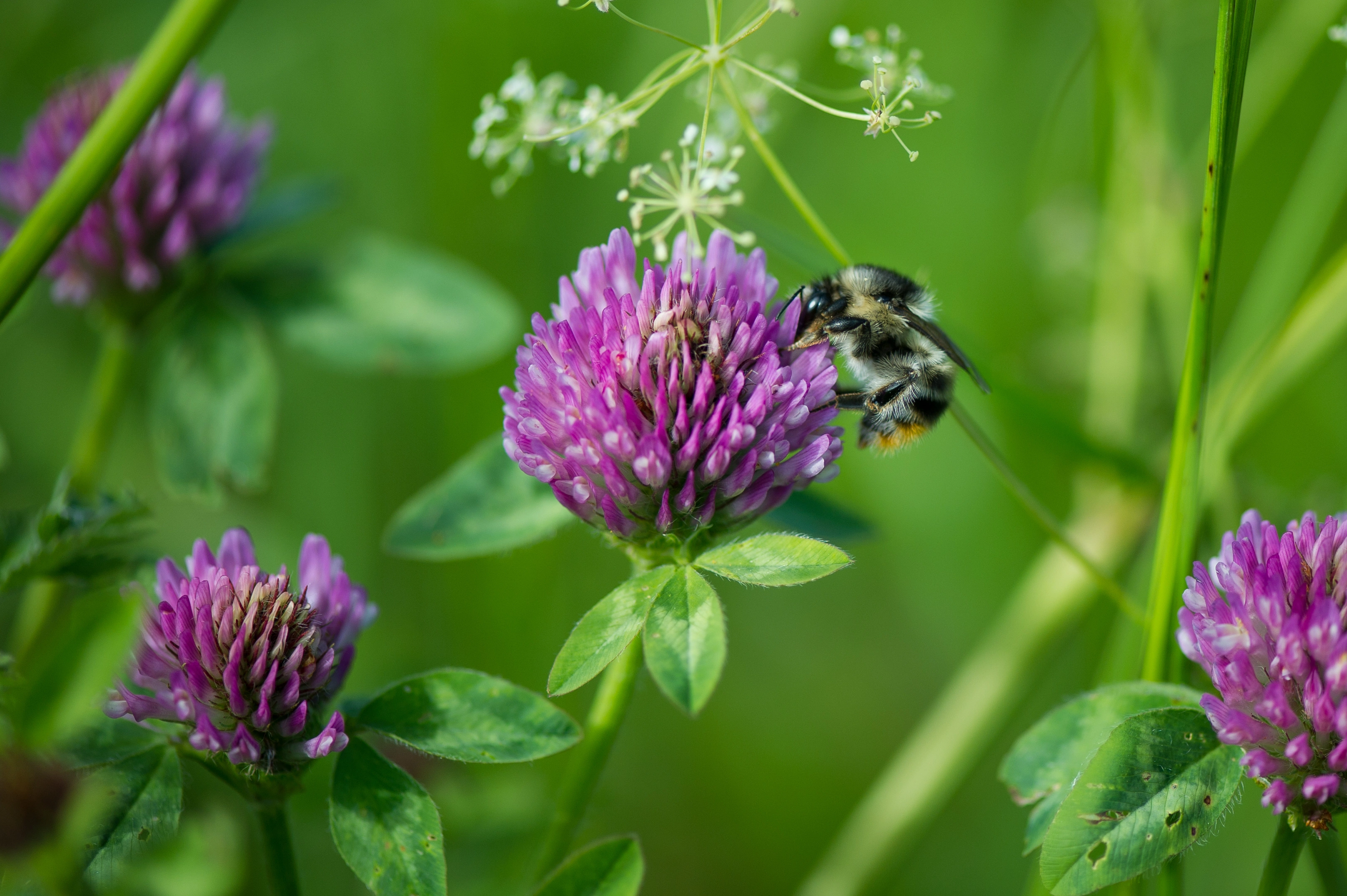 : Bombus (Thoracobombus) sylvarum.