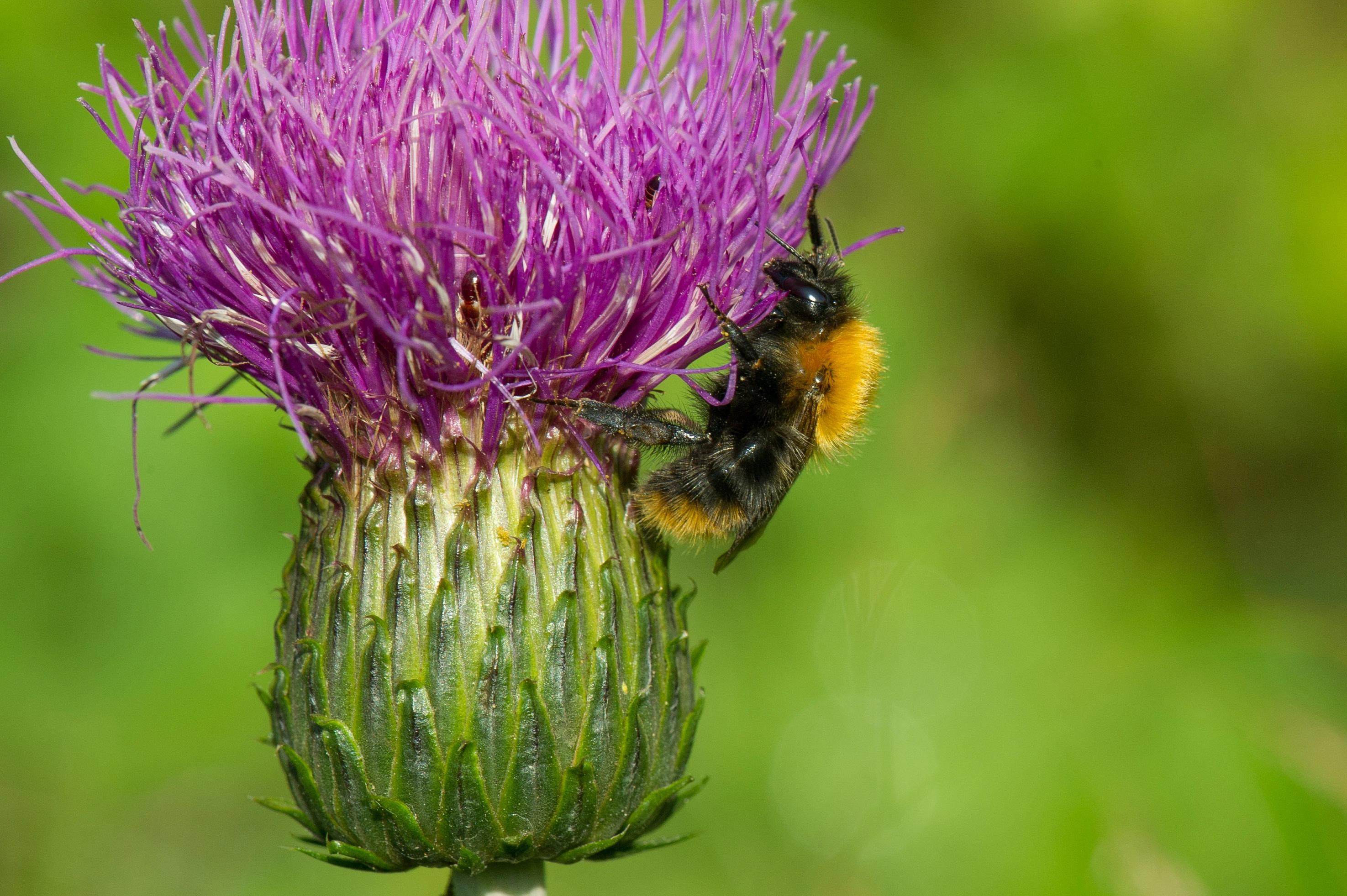 : Bombus (Thoracobombus) pascuorum.