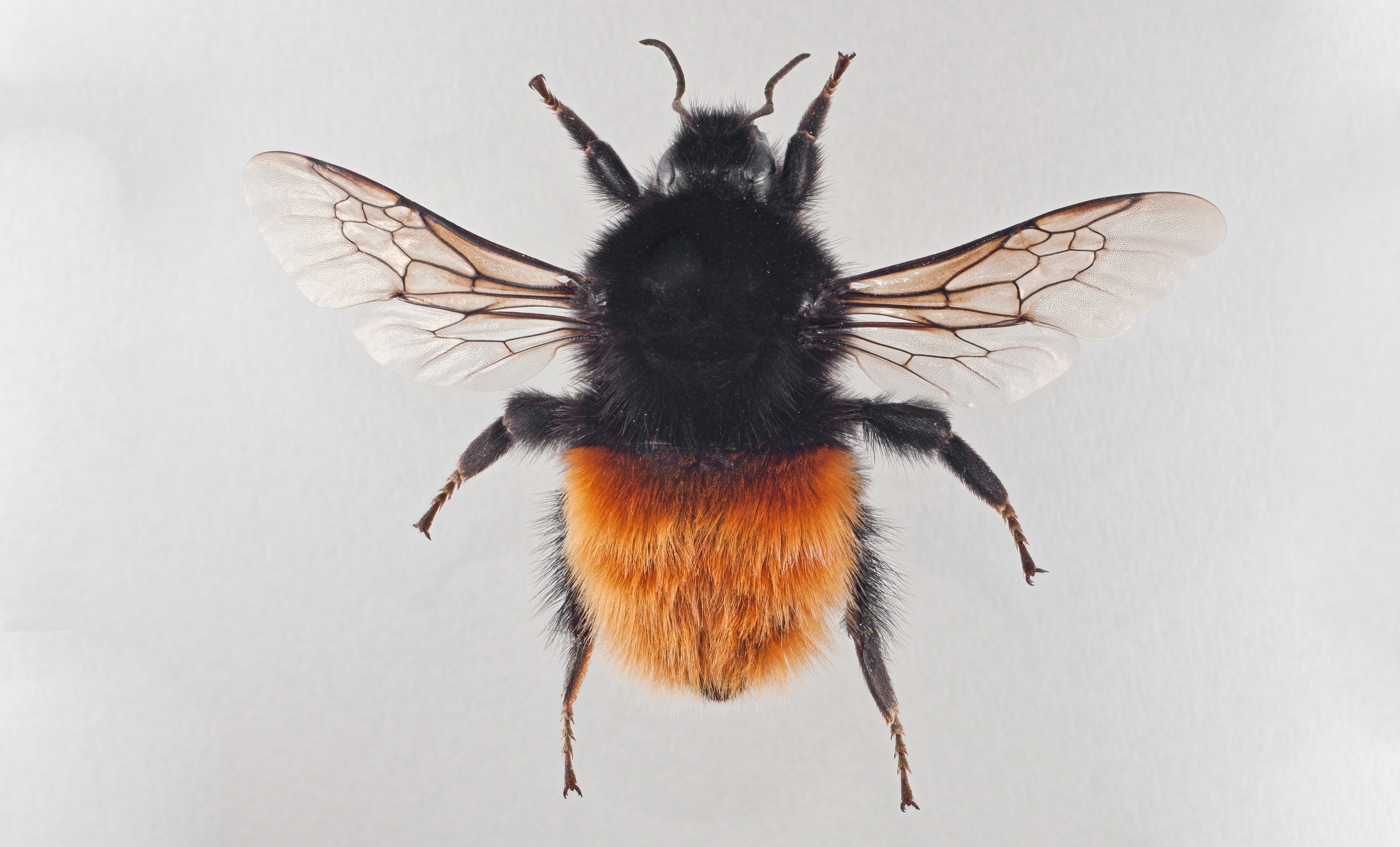 : Bombus alpinus.